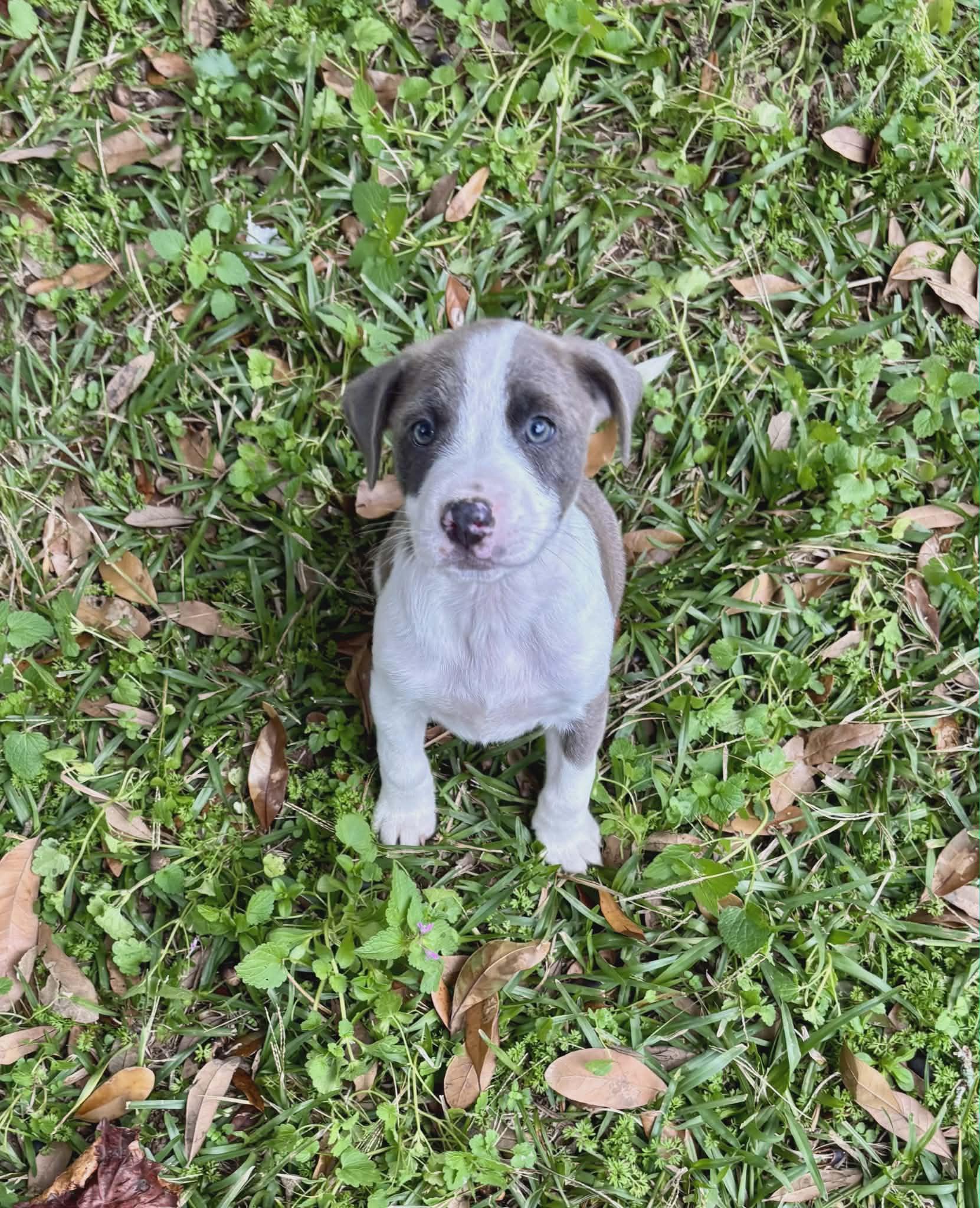 Enlarge Violet, a Adoptable mixed breed in Chepachet, RI image 4/5