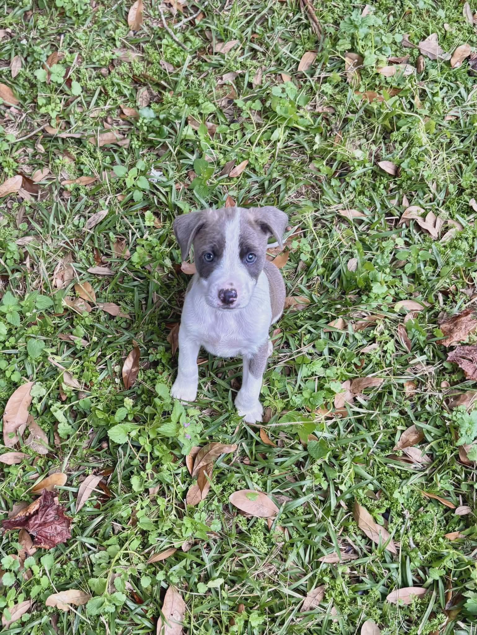 Enlarge Violet, a Adoptable mixed breed in Chepachet, RI image 2/5