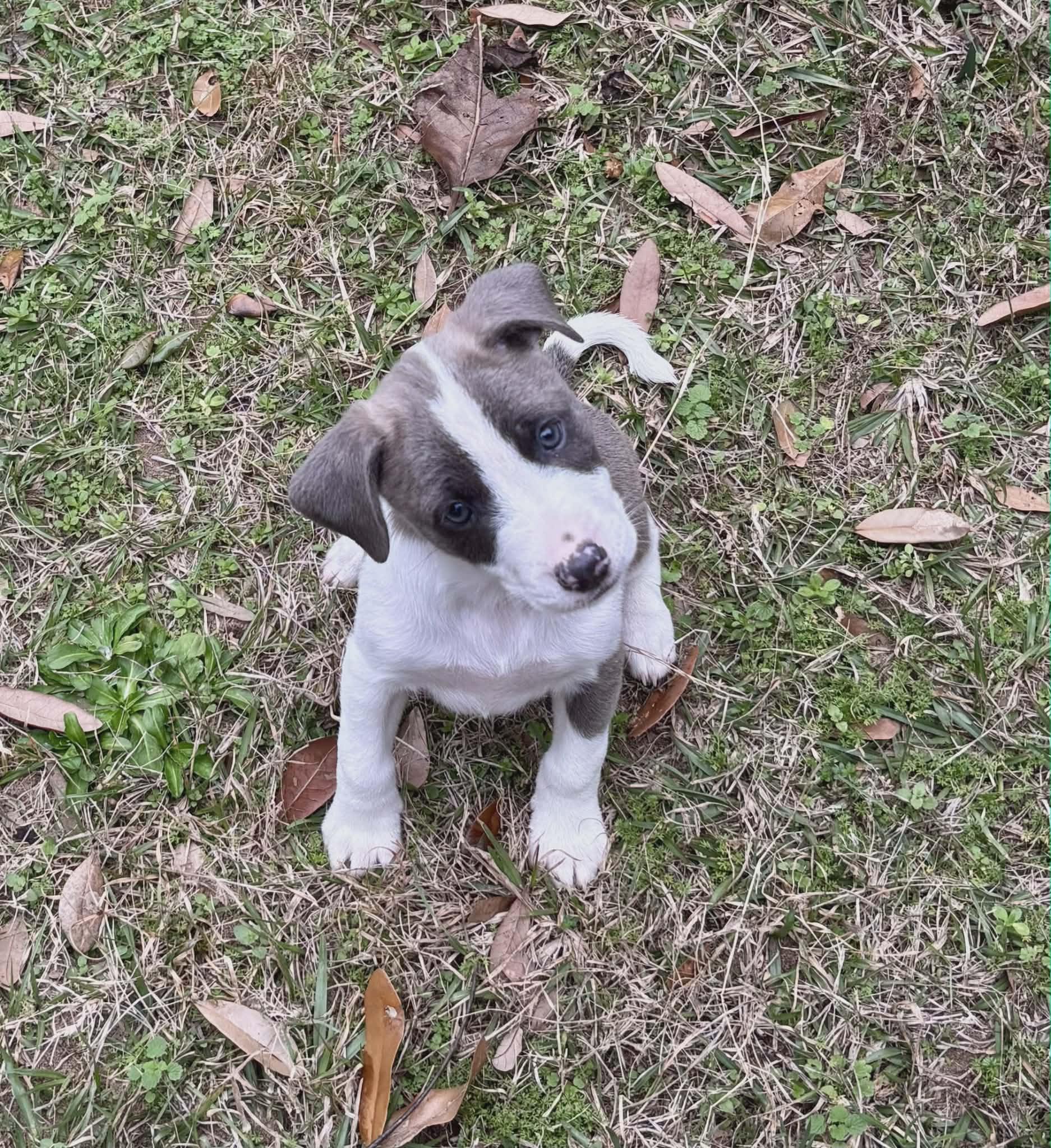 Enlarge Violet, a Adoptable mixed breed in Chepachet, RI image 3/5