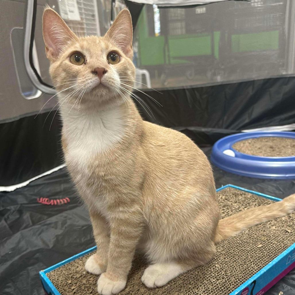 Enlarge Zeno, a Adoptable Domestic Short Hair in Ephrata, PA image 1/5