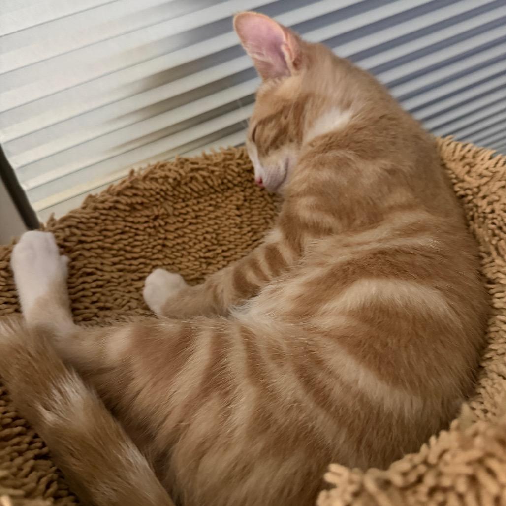 Zeno, Adoptable, Kitten Male Domestic Short Hair.