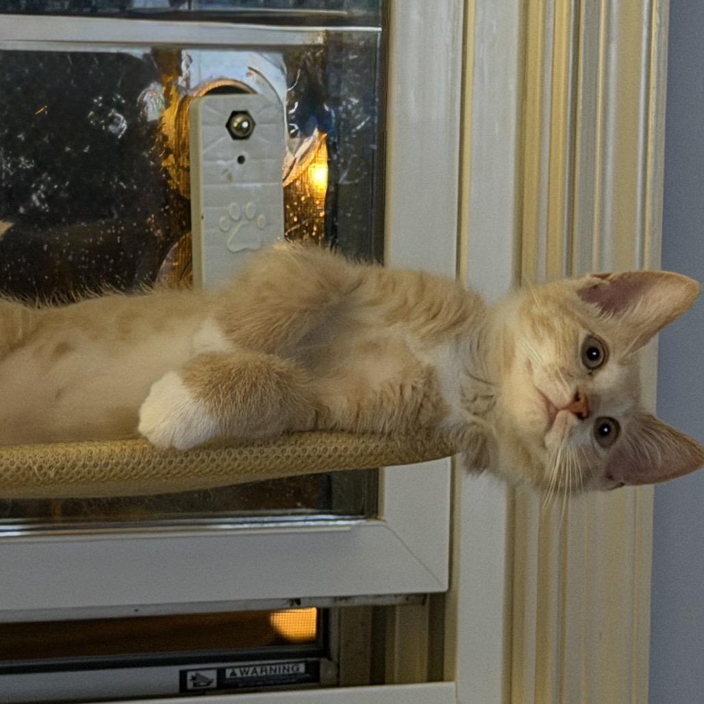 Enlarge Zeno, a Adoptable Domestic Short Hair in Ephrata, PA image 2/4