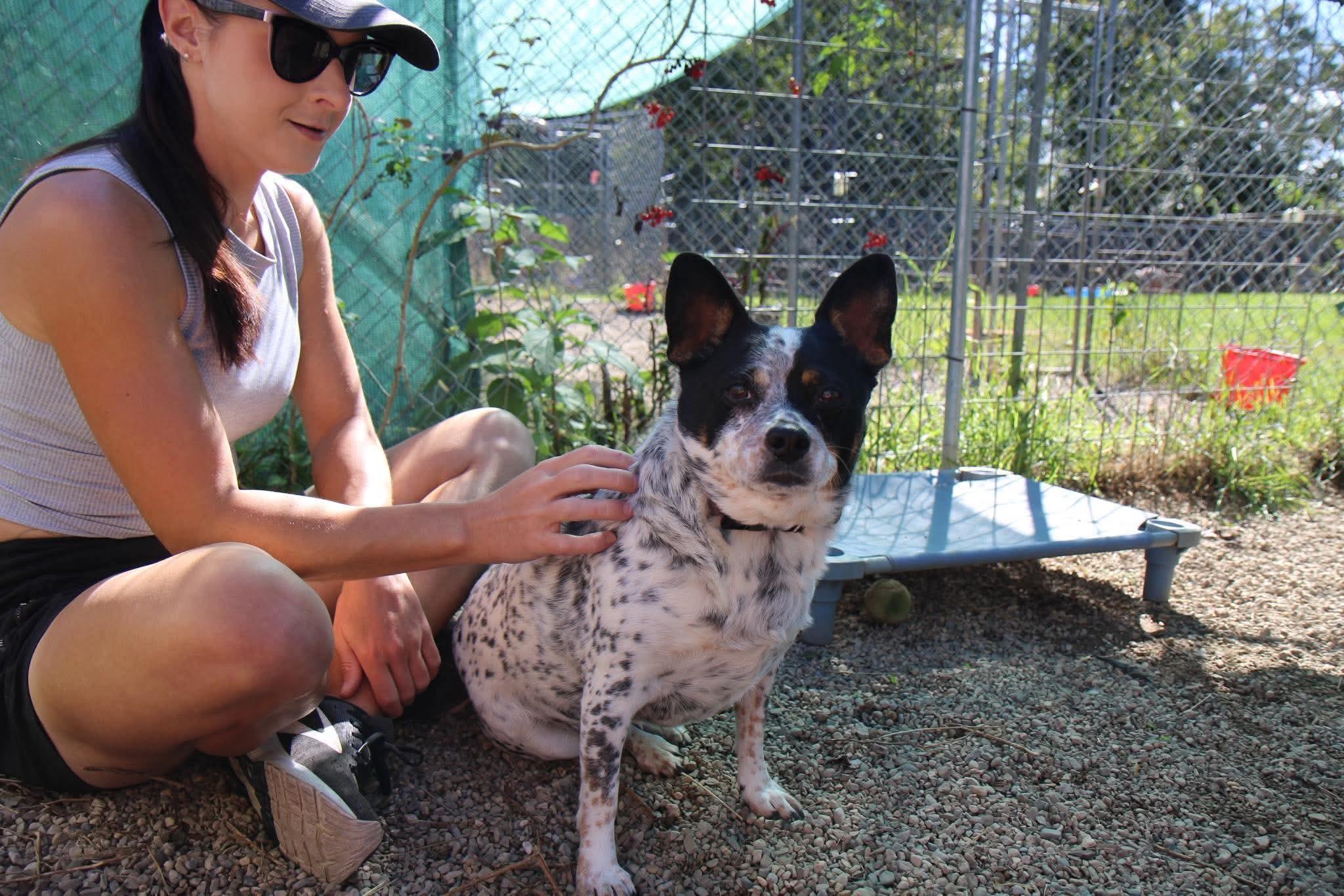 Enlarge Harley Quinn, a Adopted mixed breed in Plain City, OH image 1/6