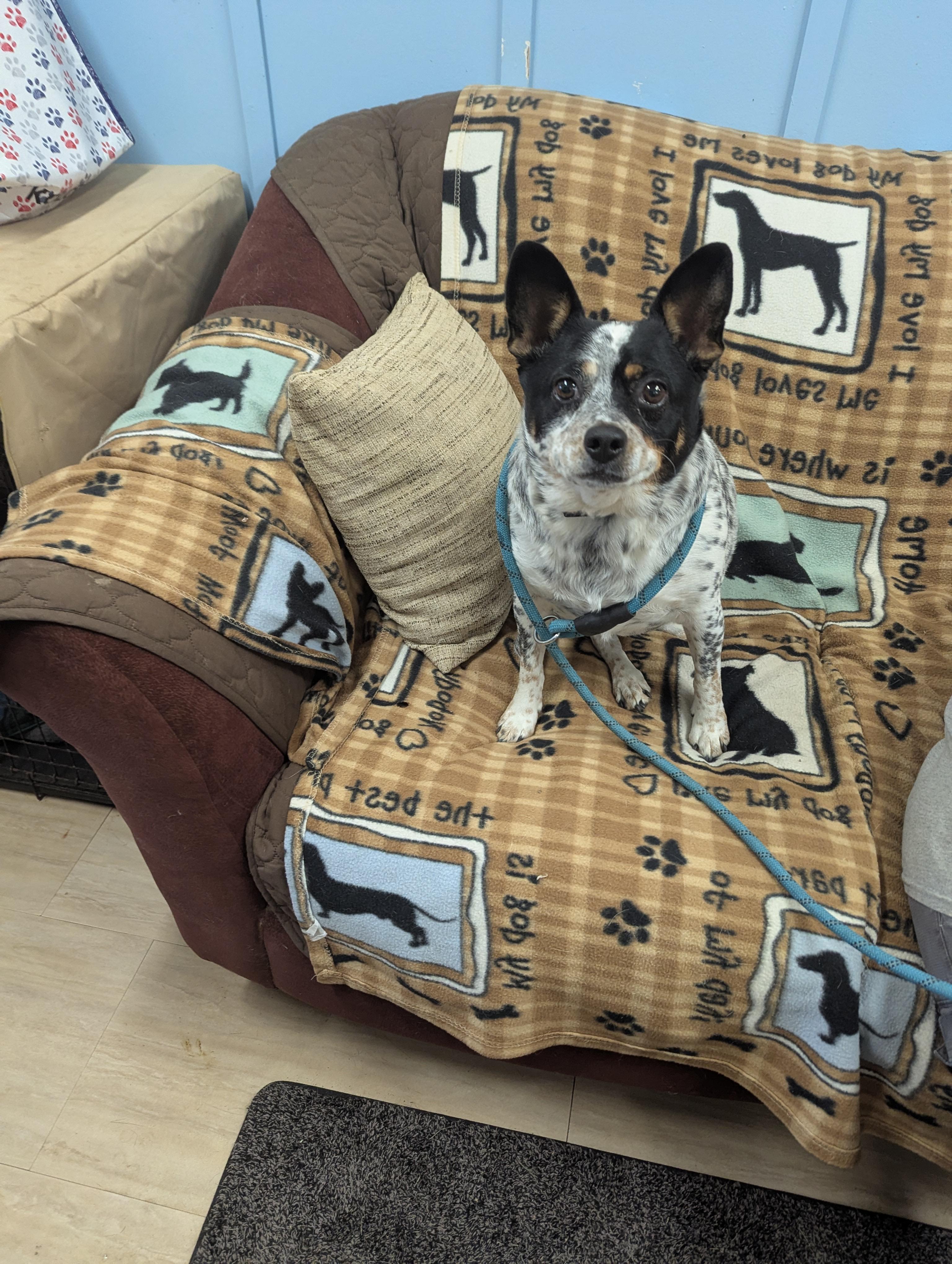 Enlarge Harley Quinn, a Adopted mixed breed in Plain City, OH image 2/6