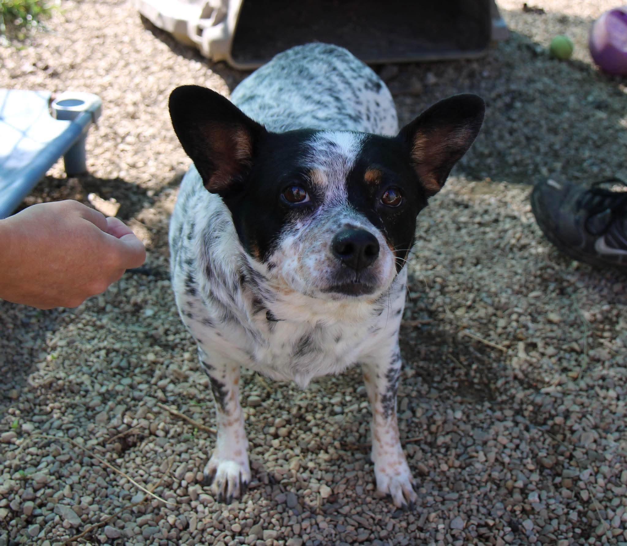 Enlarge Harley Quinn, a Adopted mixed breed in Plain City, OH image 3/6