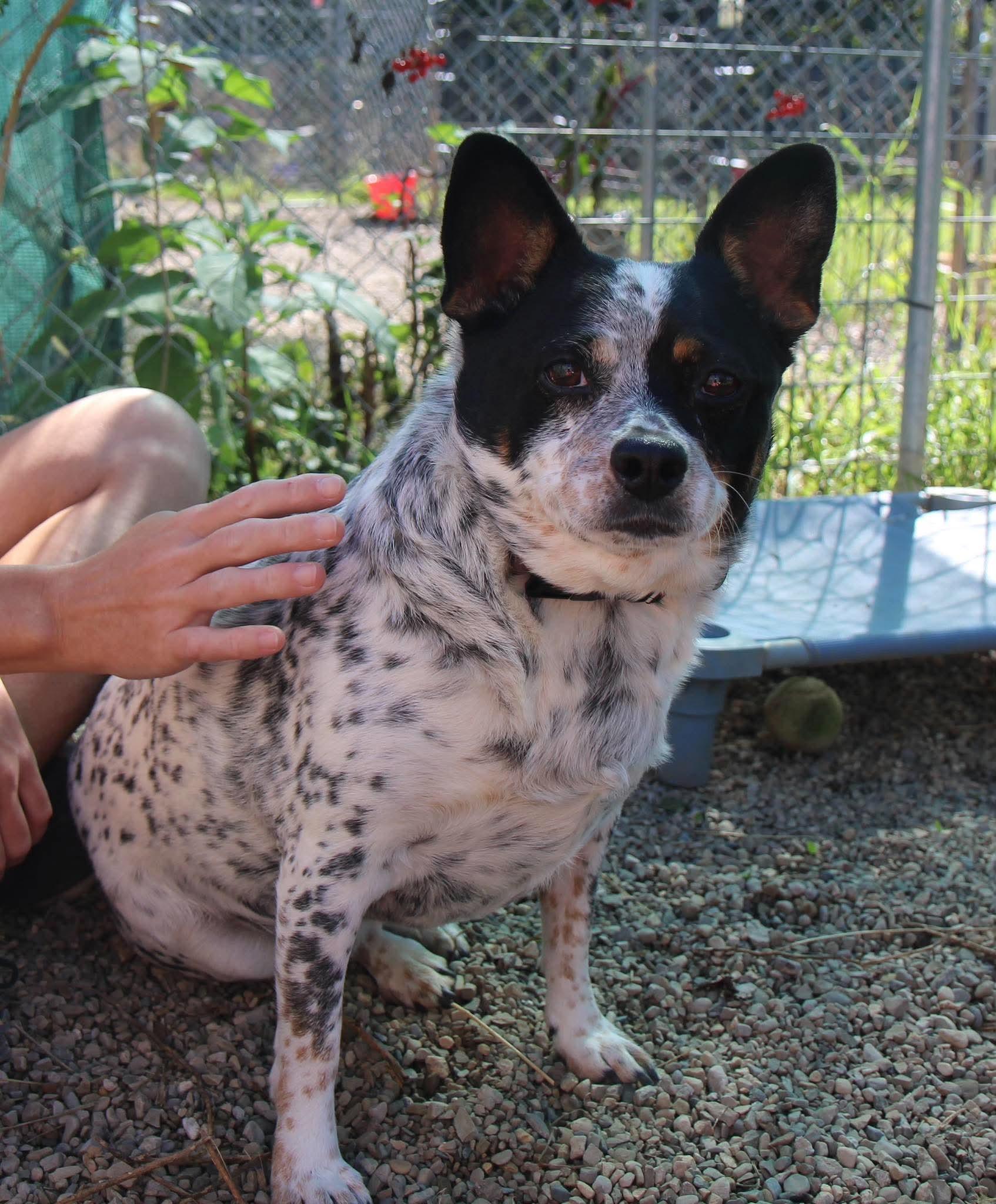 Enlarge Harley Quinn, a Adopted mixed breed in Plain City, OH image 4/6