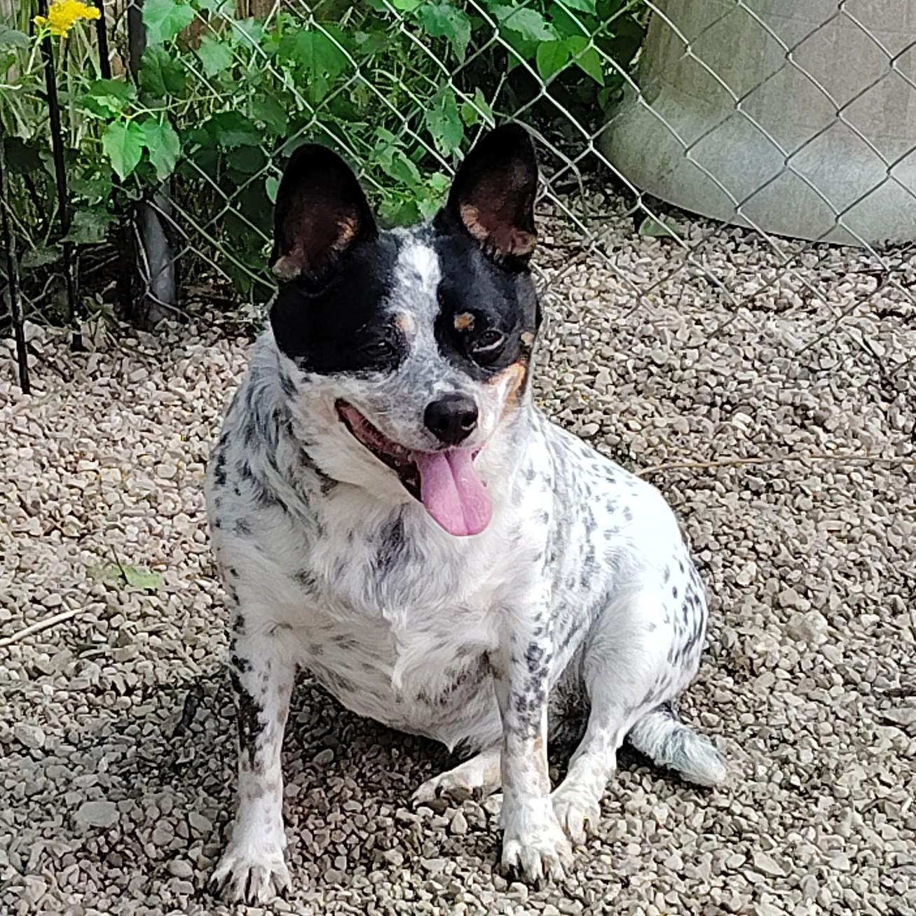 Enlarge Harley Quinn, a Adopted mixed breed in Plain City, OH image 5/6
