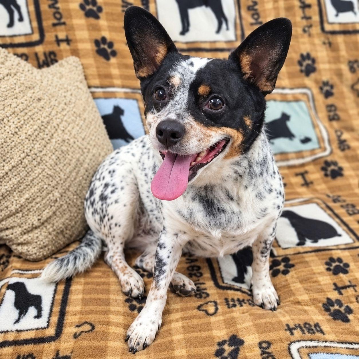 Enlarge Harley Quinn, a Adopted mixed breed in Plain City, OH image 6/6