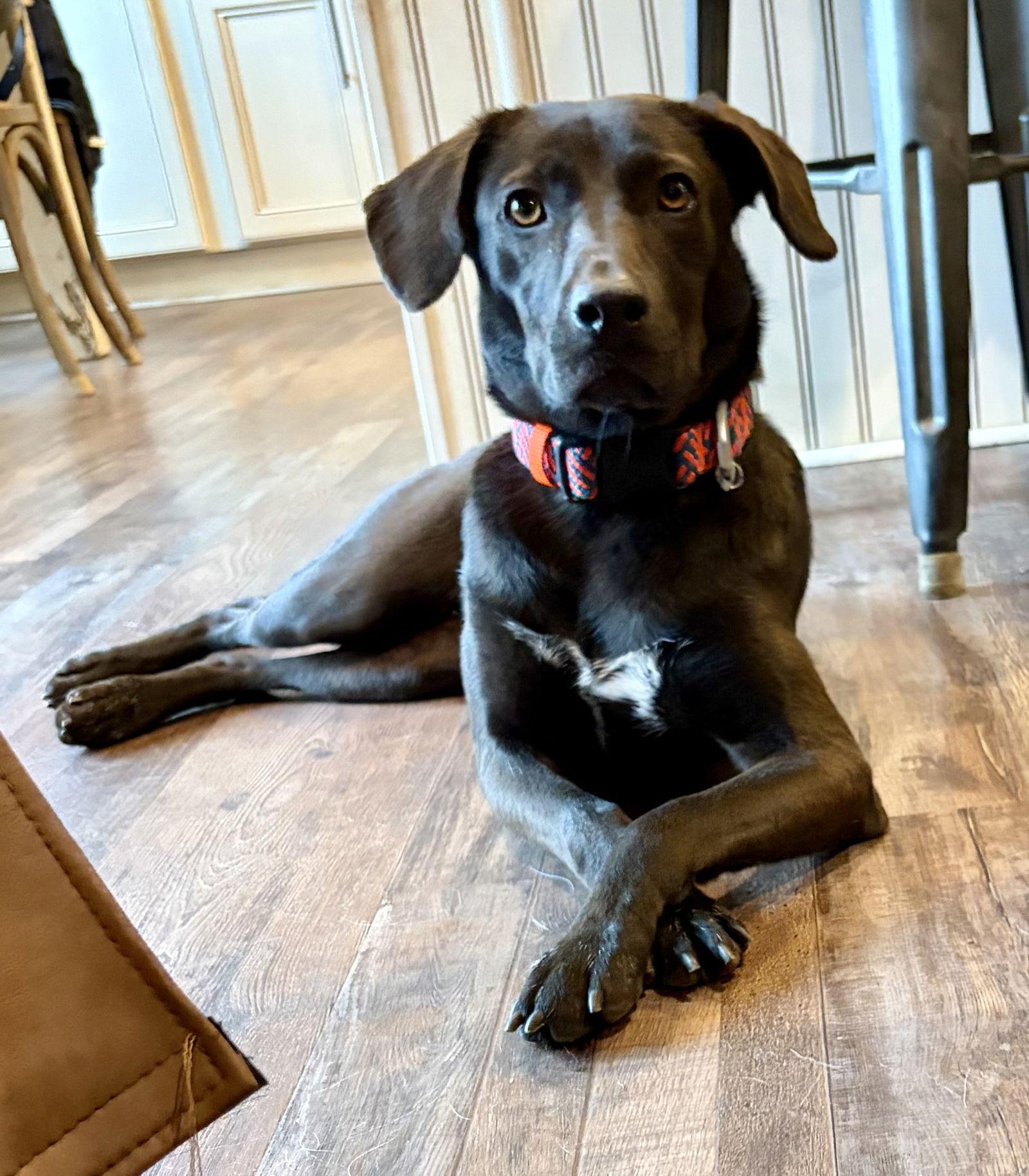 Leiah, Adopted, Adult Female Black Labrador Retriever.