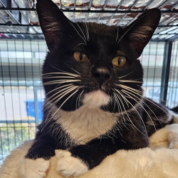 Oliver, ADOPTABLE, Adult Male Domestic Short Hair.