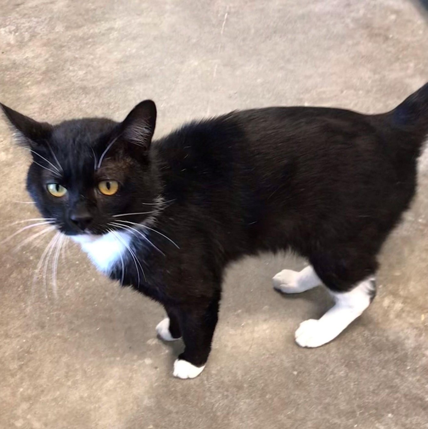 Enlarge Oliver, a ADOPTABLE Domestic Short Hair in Windsor, CT image 2/3