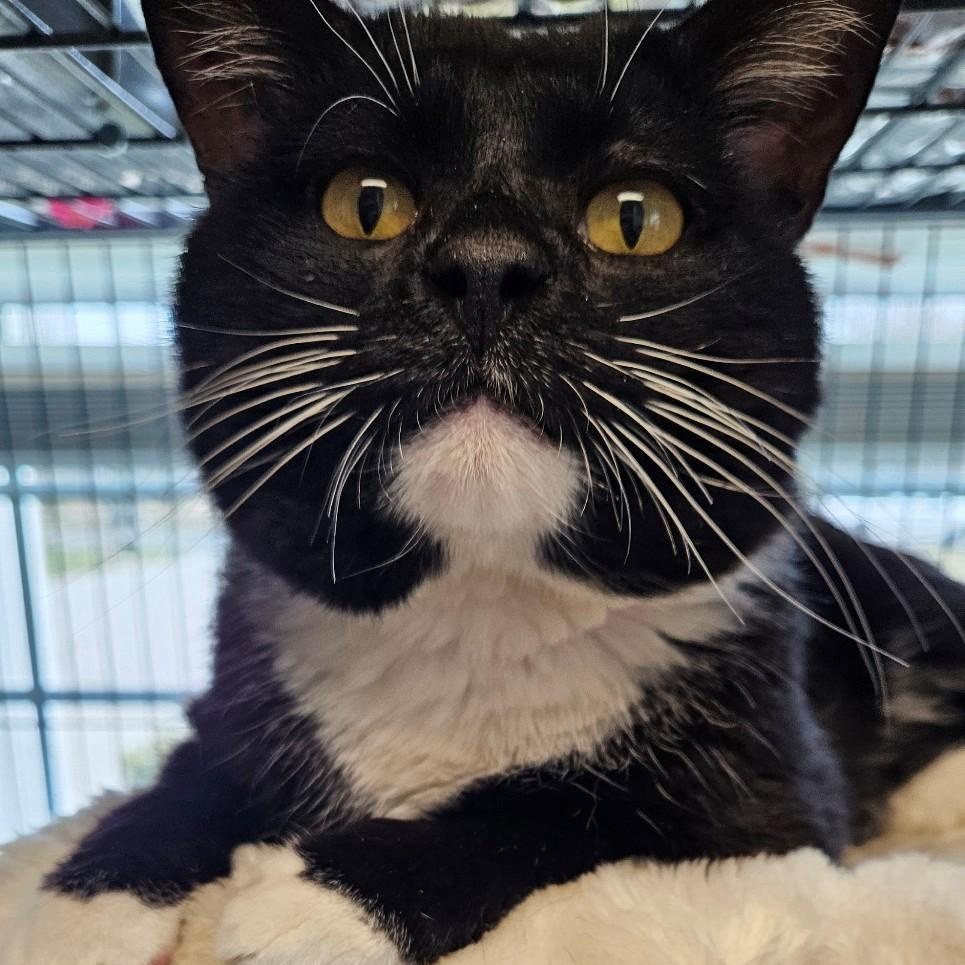Enlarge Oliver, a ADOPTABLE Domestic Short Hair in Windsor, CT image 3/3