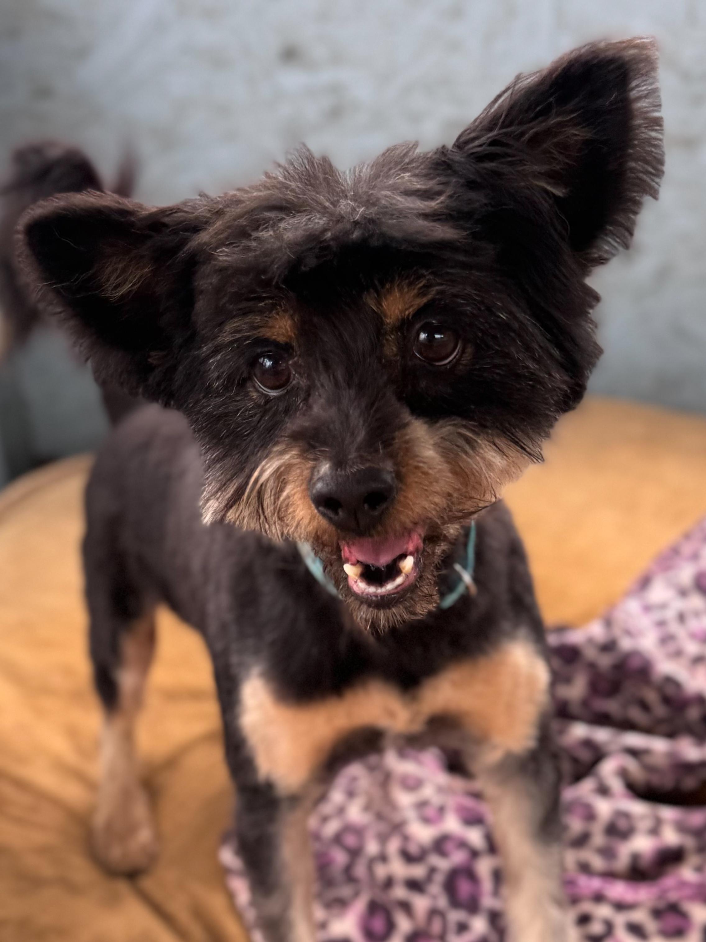 READY TEDDY, a Adoptable mixed breed in Fresno, CA image 4/5