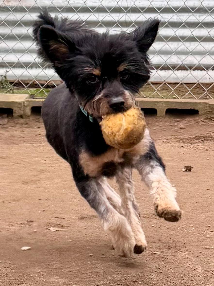 READY TEDDY, a Adoptable mixed breed in Fresno, CA image 5/5