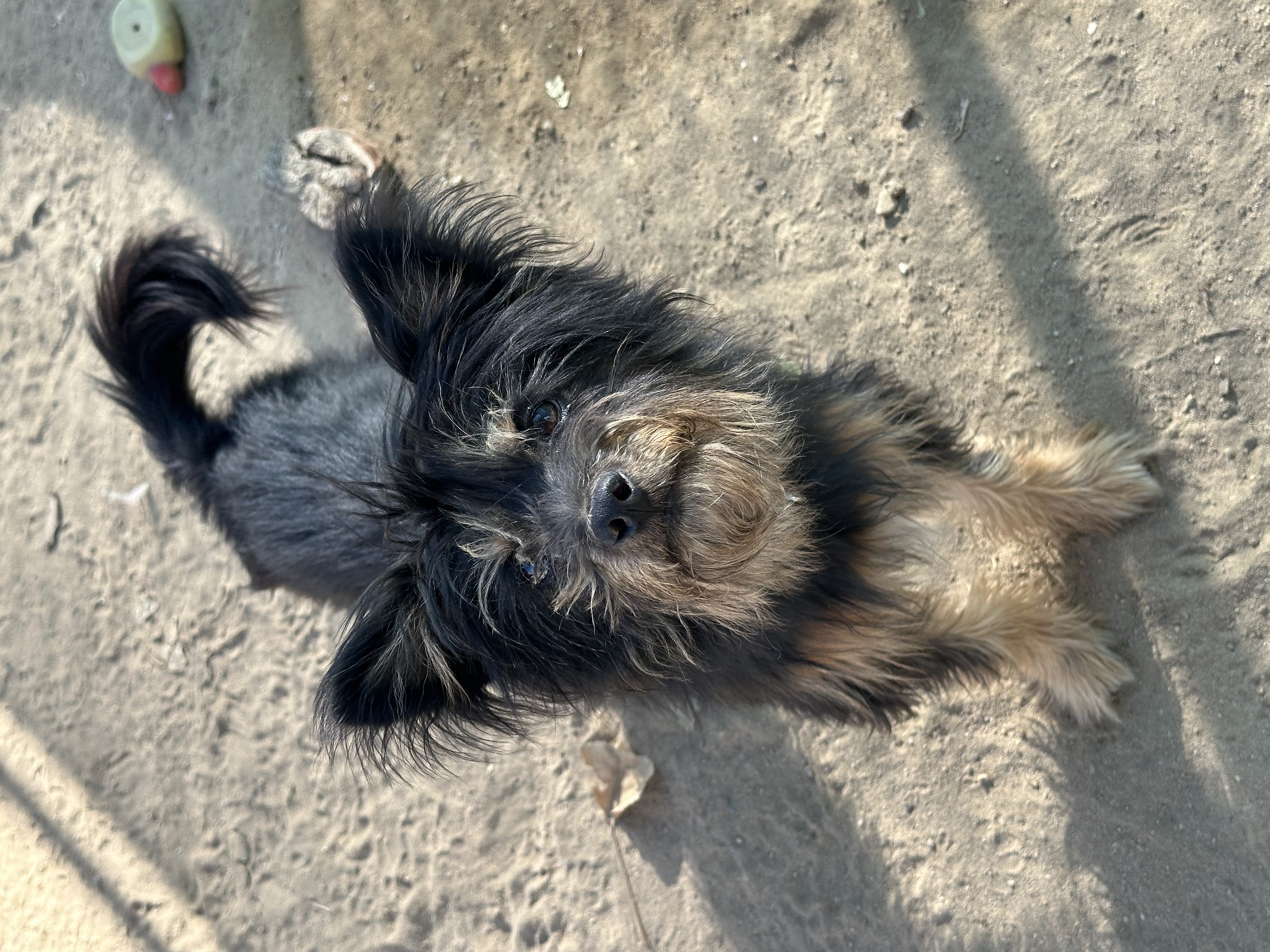 READY TEDDY, a Adoptable mixed breed in Fresno, CA image 5/6