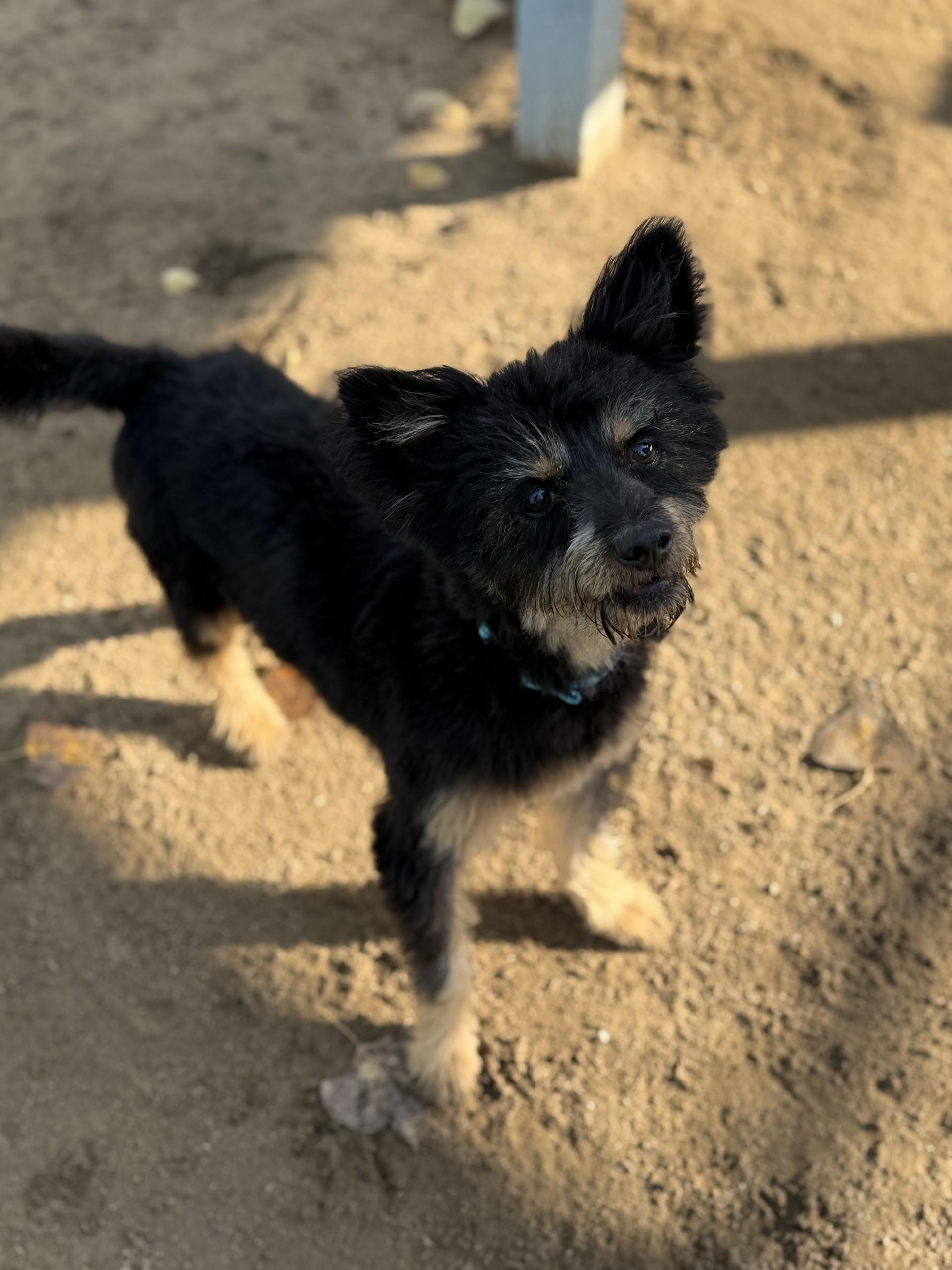 READY TEDDY, a Adoptable mixed breed in Fresno, CA image 1/6