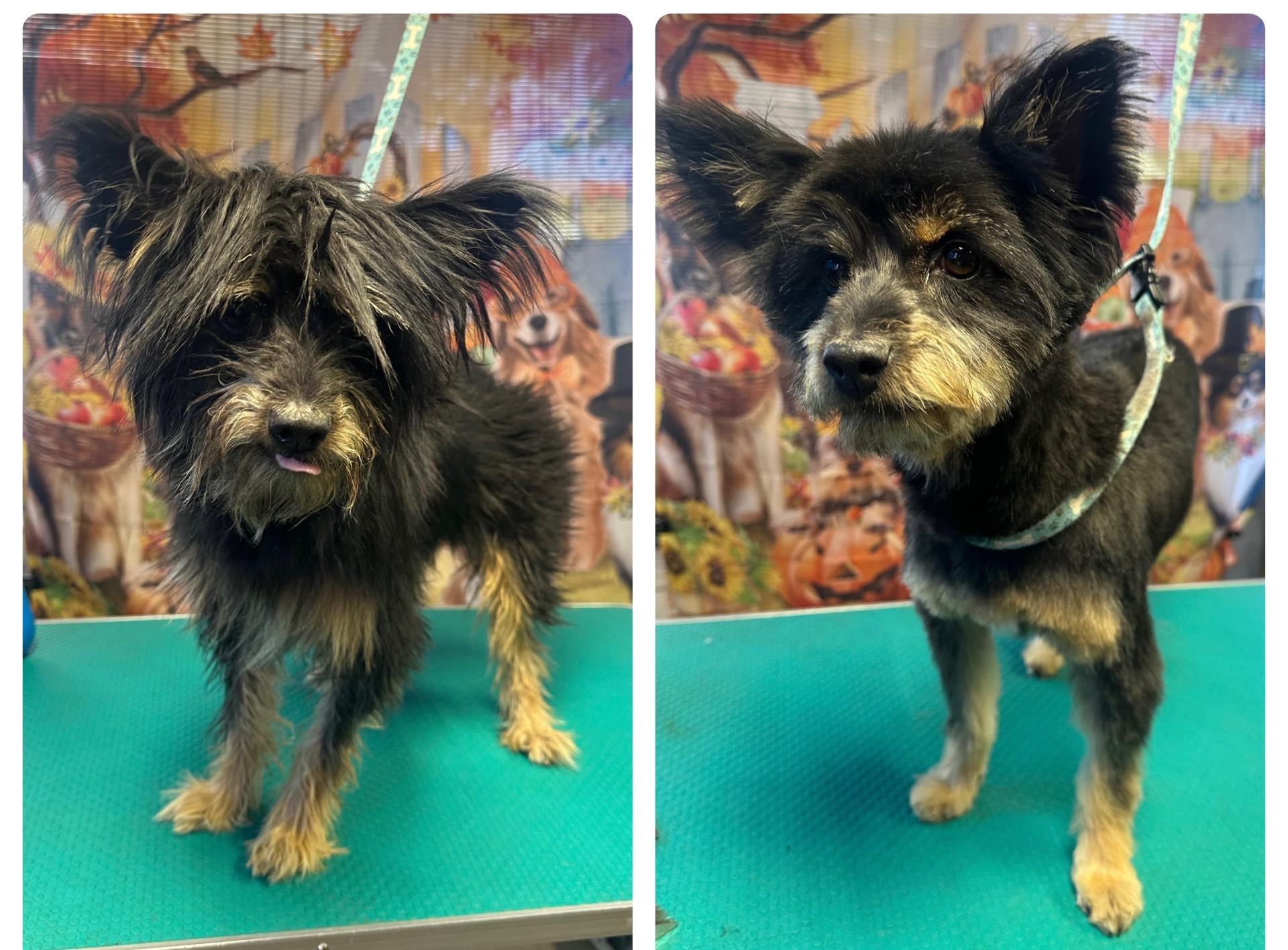 READY TEDDY, a Adoptable mixed breed in Fresno, CA image 4/6