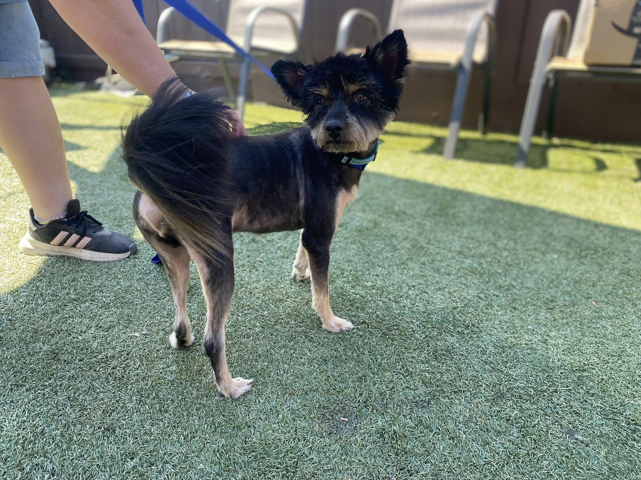 READY TEDDY, a Adoptable mixed breed in Fresno, CA image 2/6