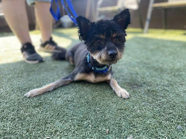 READY TEDDY, a Adoptable mixed breed in Fresno, CA image 3/6