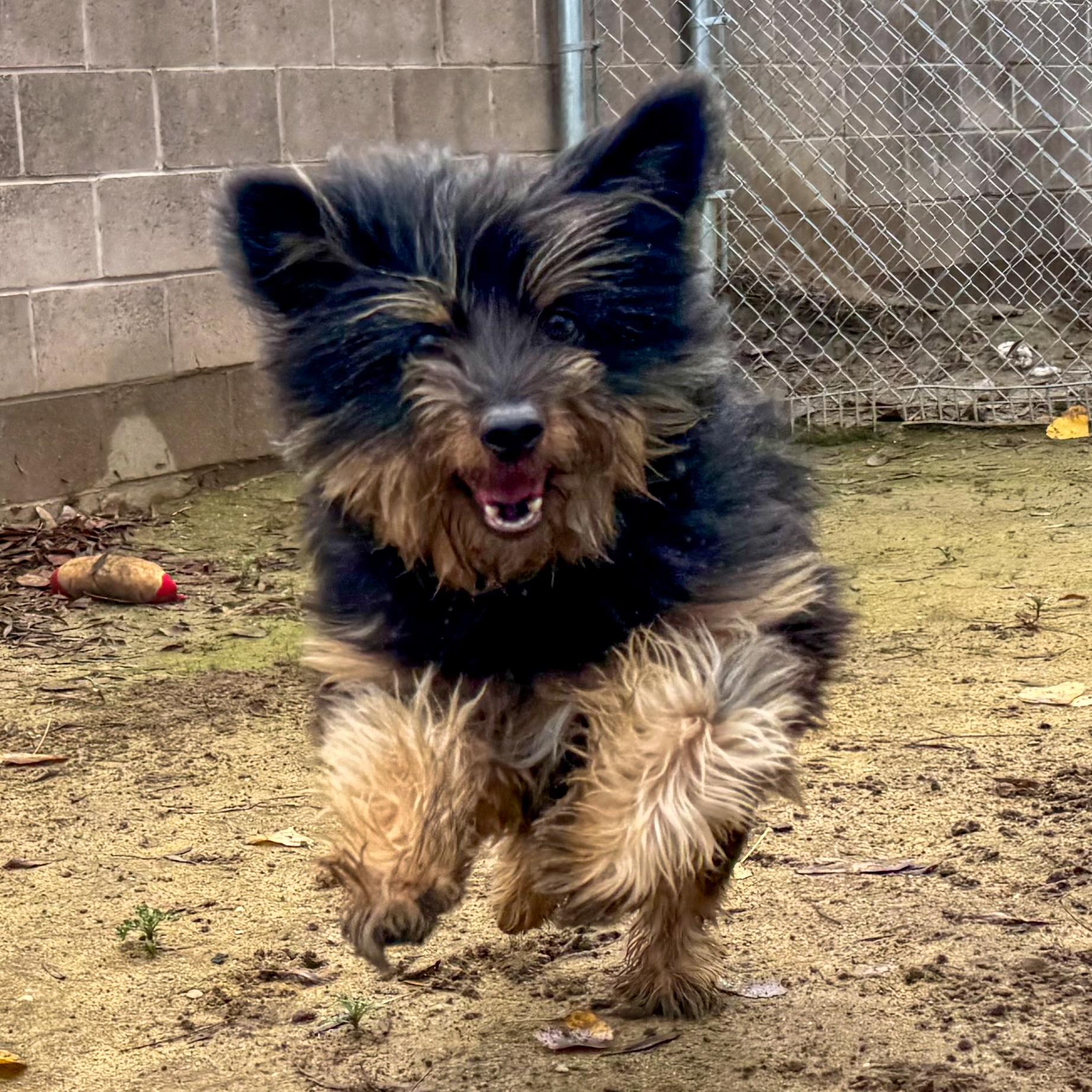 READY TEDDY, Adoptable, Adult Male Terrier.