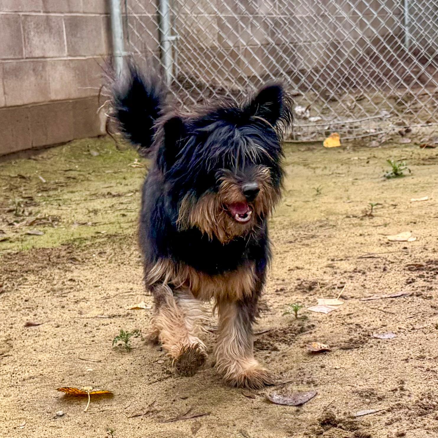 Enlarge READY TEDDY, a Adoptable mixed breed in Fresno, CA image 6/6