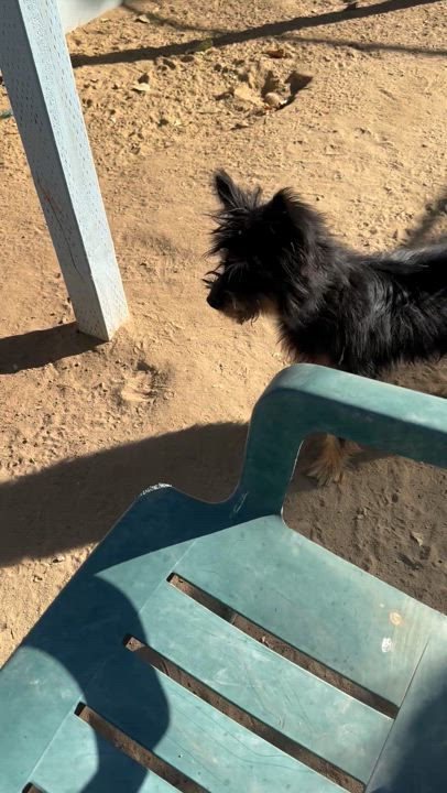 Enlarge READY TEDDY, a Adoptable mixed breed in Fresno, CA video 6/6