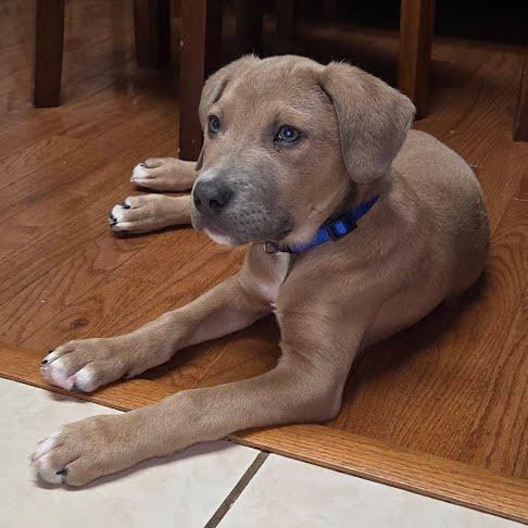 Kenickie thumbnail 4