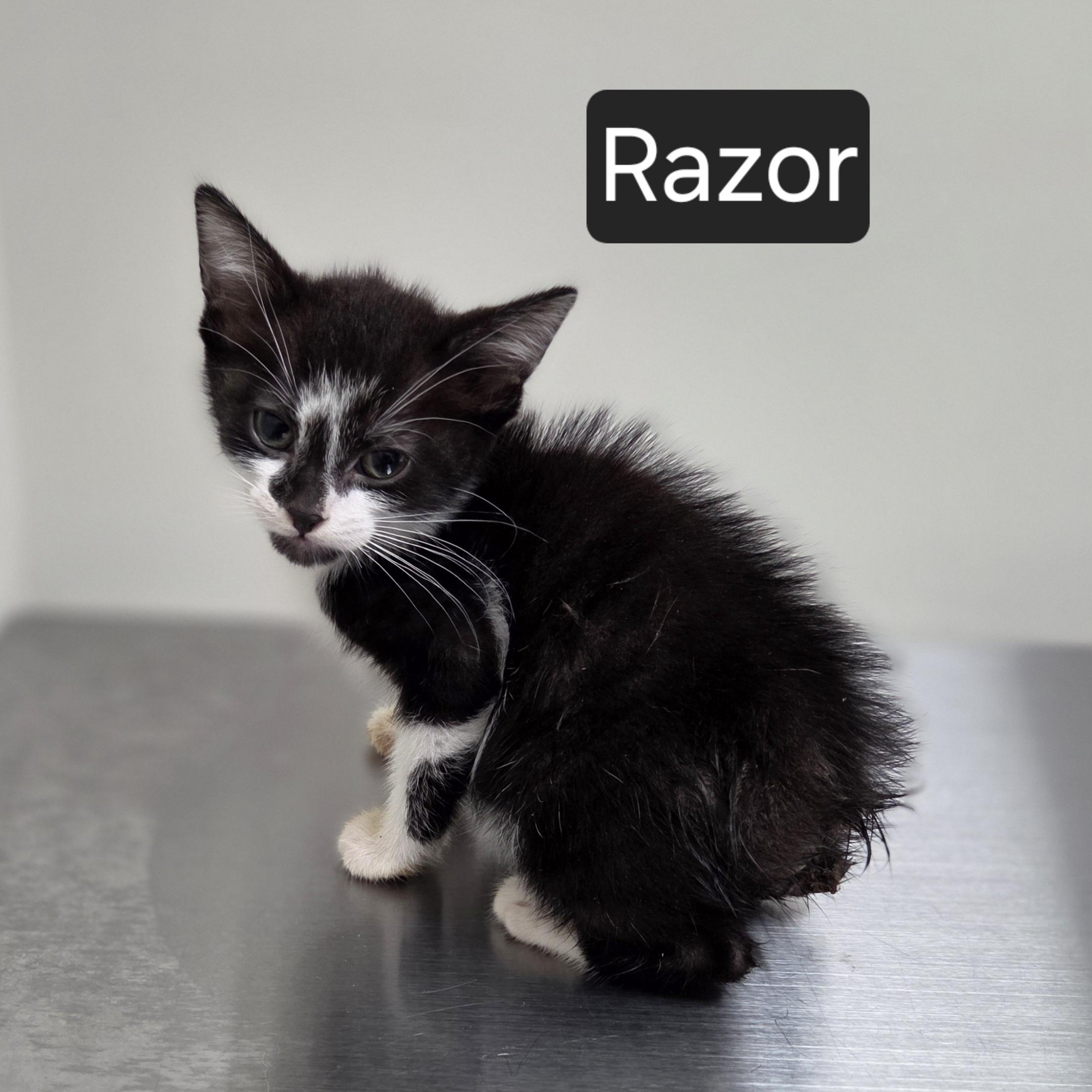 Enlarge Razor, a ADOPTABLE Domestic Medium Hair in SNOW HILL, NC image 1/1