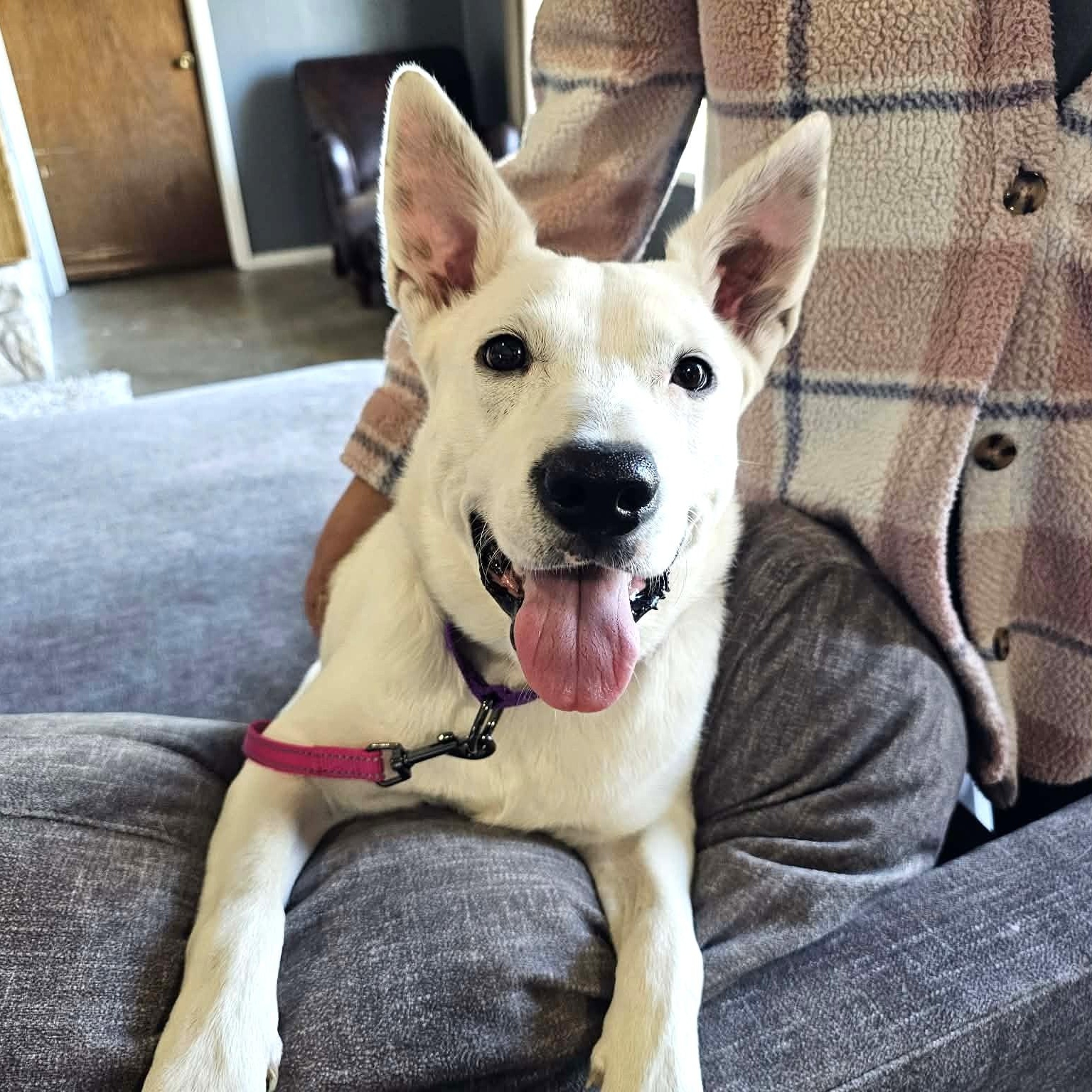 Sweet Sasha - The Happiest Girl