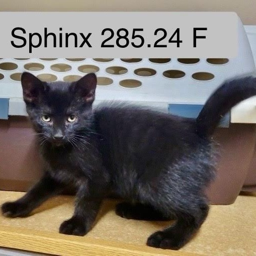 Cat for adoption Sphinx (2), a Domestic Short Hair in Batavia, NY