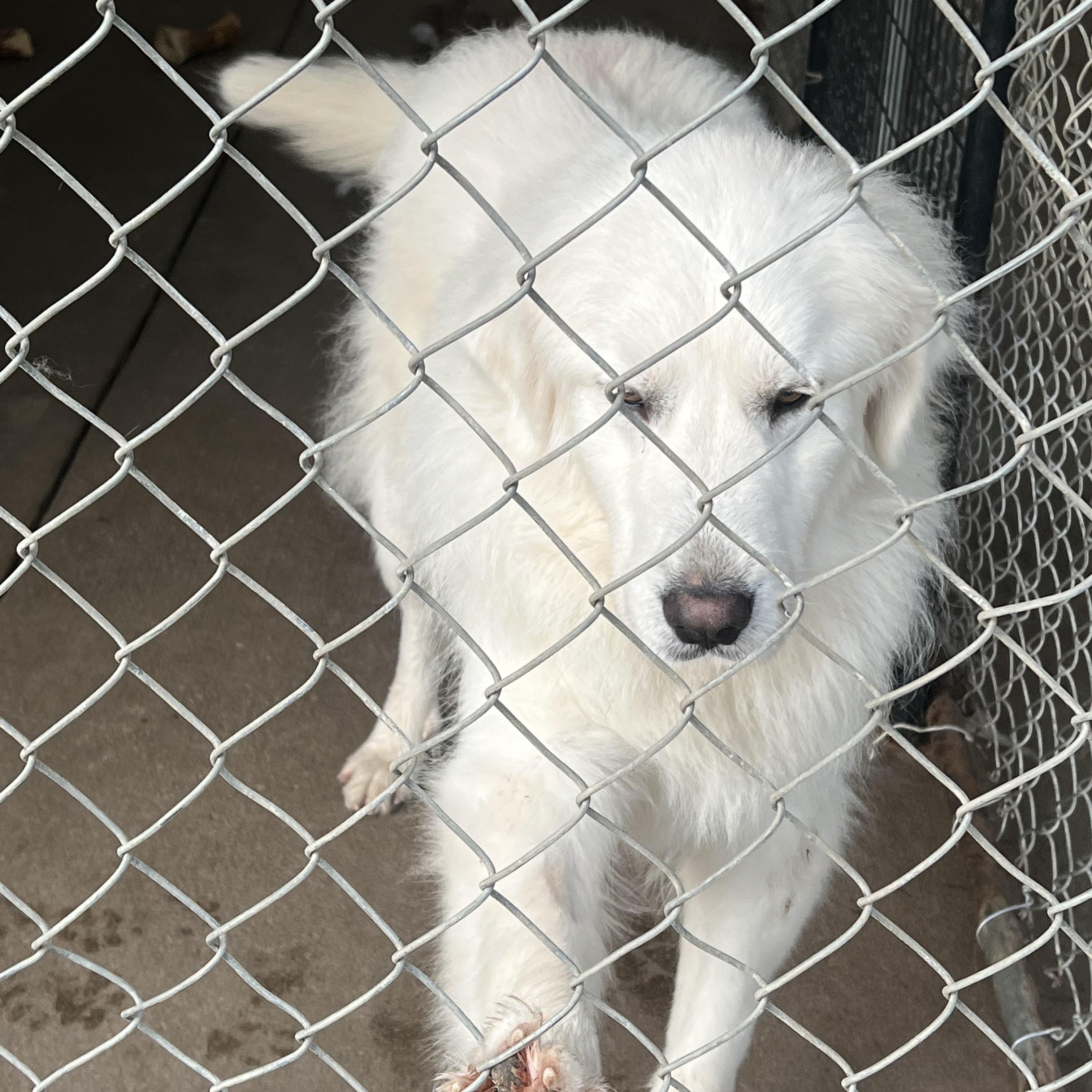 Enlarge NORA, a ADOPTABLE Great Pyrenees in Granite Bay, CA image 3/5