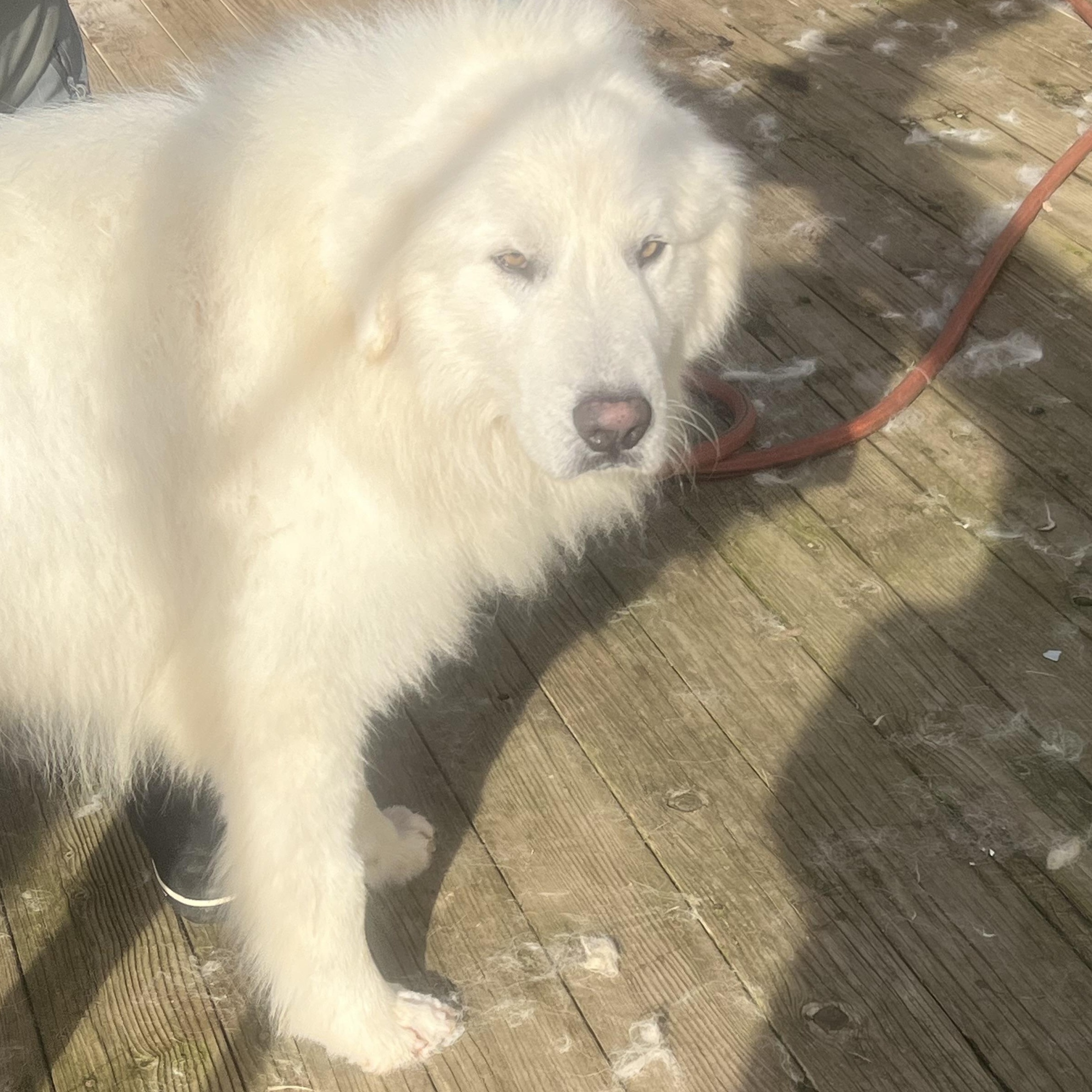 Enlarge NORA, a ADOPTABLE Great Pyrenees in Granite Bay, CA image 1/5