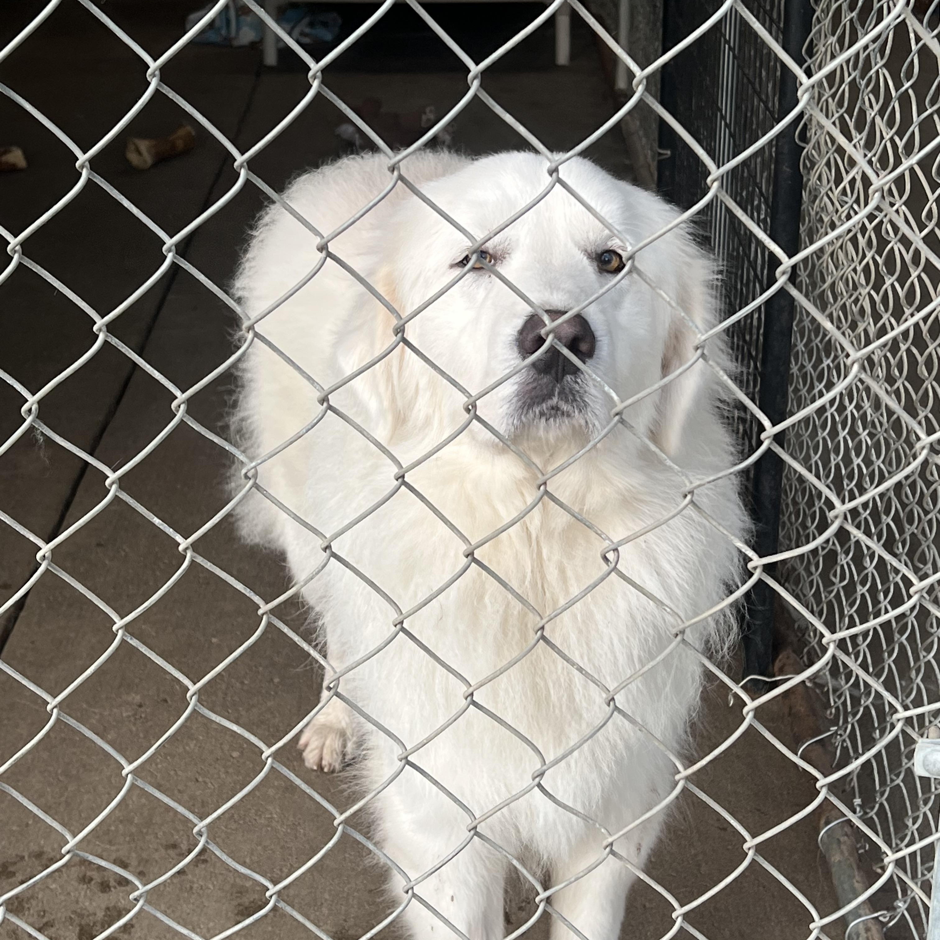 Enlarge NORA, a ADOPTABLE Great Pyrenees in Granite Bay, CA image 2/5