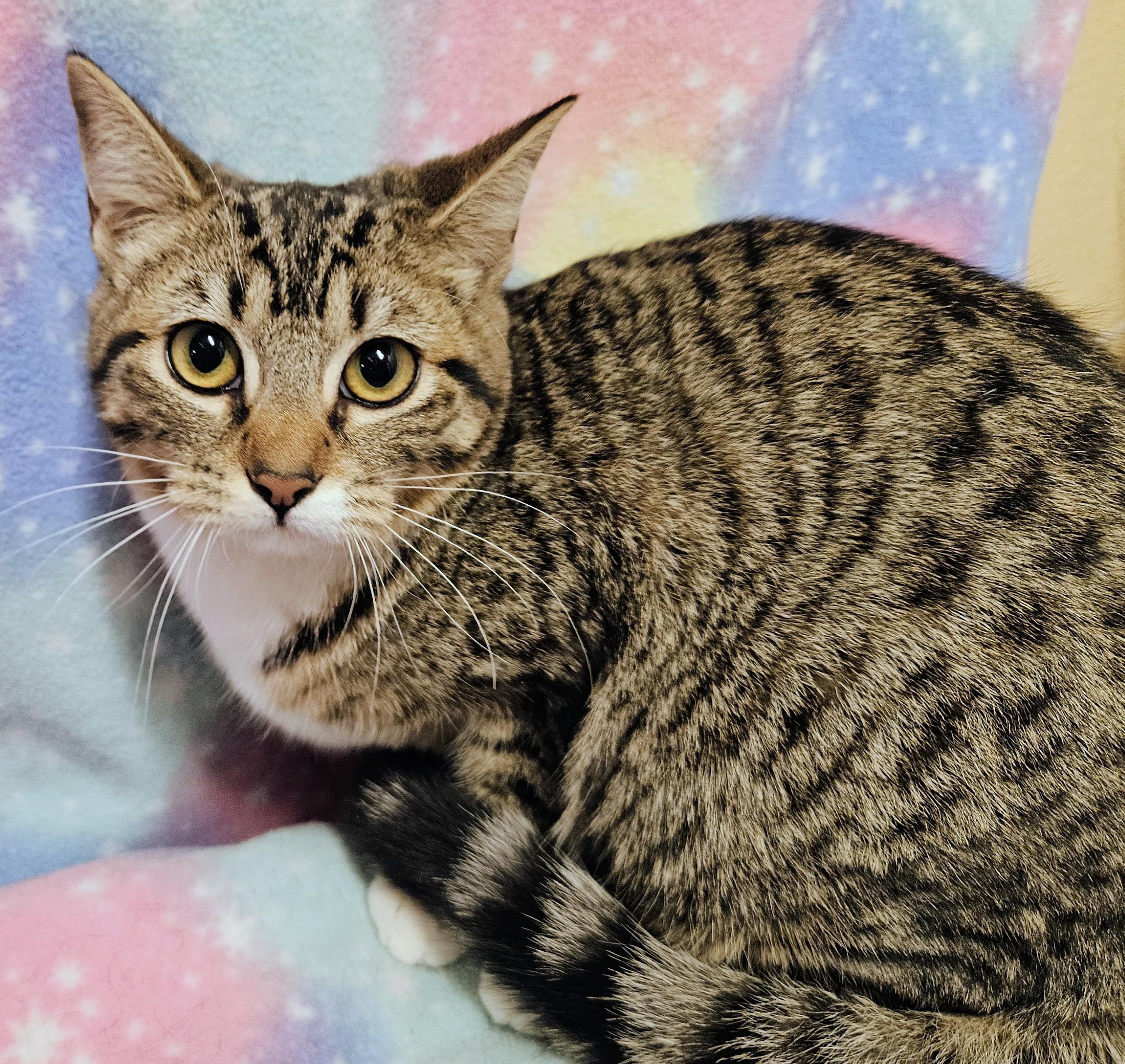 Enlarge Ginger - Rancho Cucamonga PetSmart, a ADOPTABLE Domestic Short Hair in Rancho Cucamonga, CA image 2/4