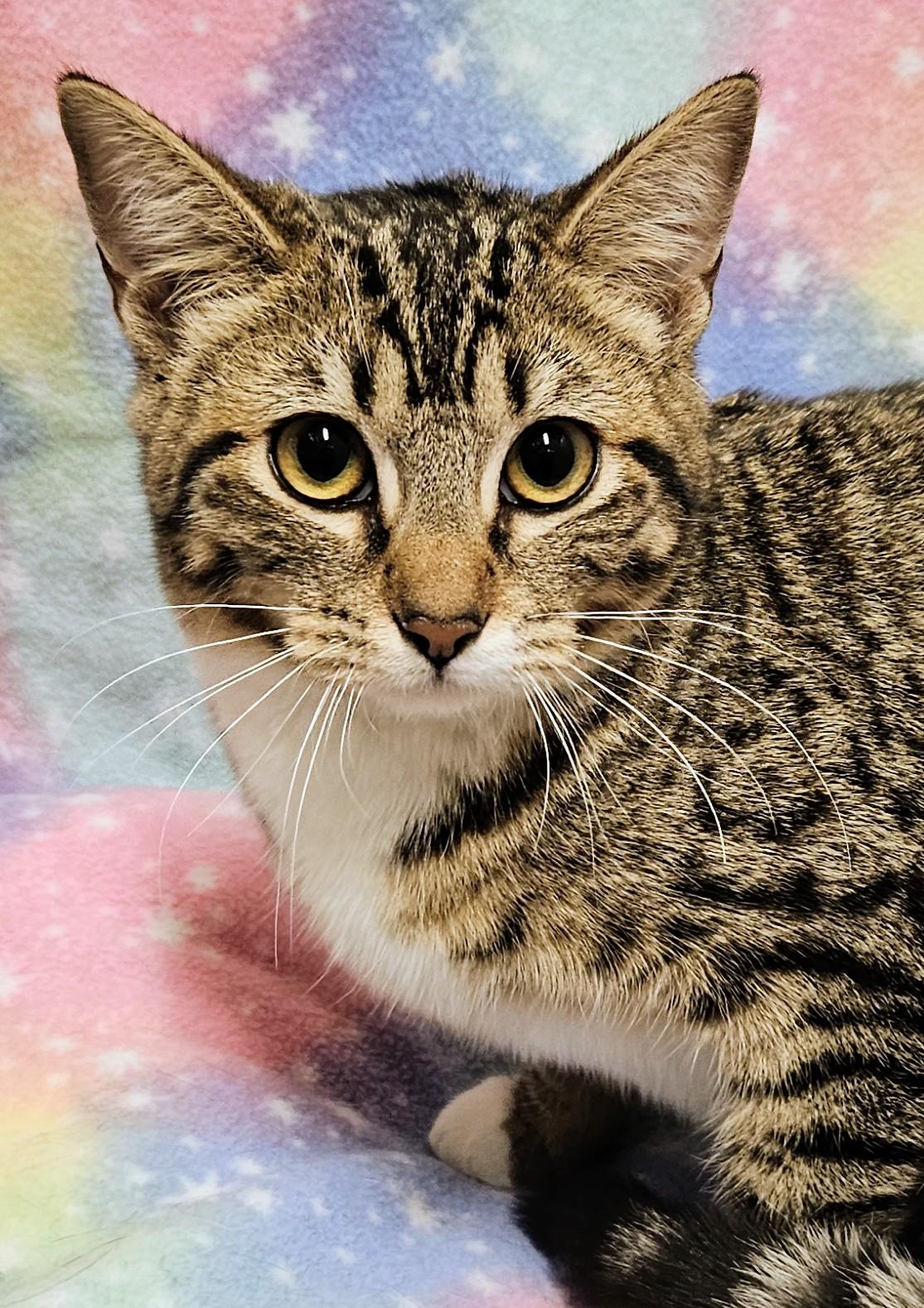 Enlarge Ginger - Rancho Cucamonga PetSmart, a ADOPTABLE Domestic Short Hair in Rancho Cucamonga, CA image 4/4