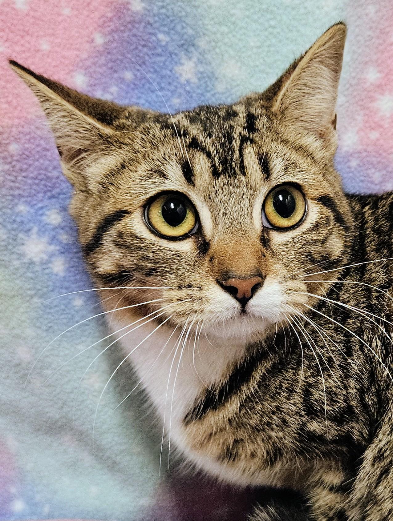 Ginger - Rancho Cucamonga PetSmart, ADOPTABLE, Kitten Female Domestic Short Hair.