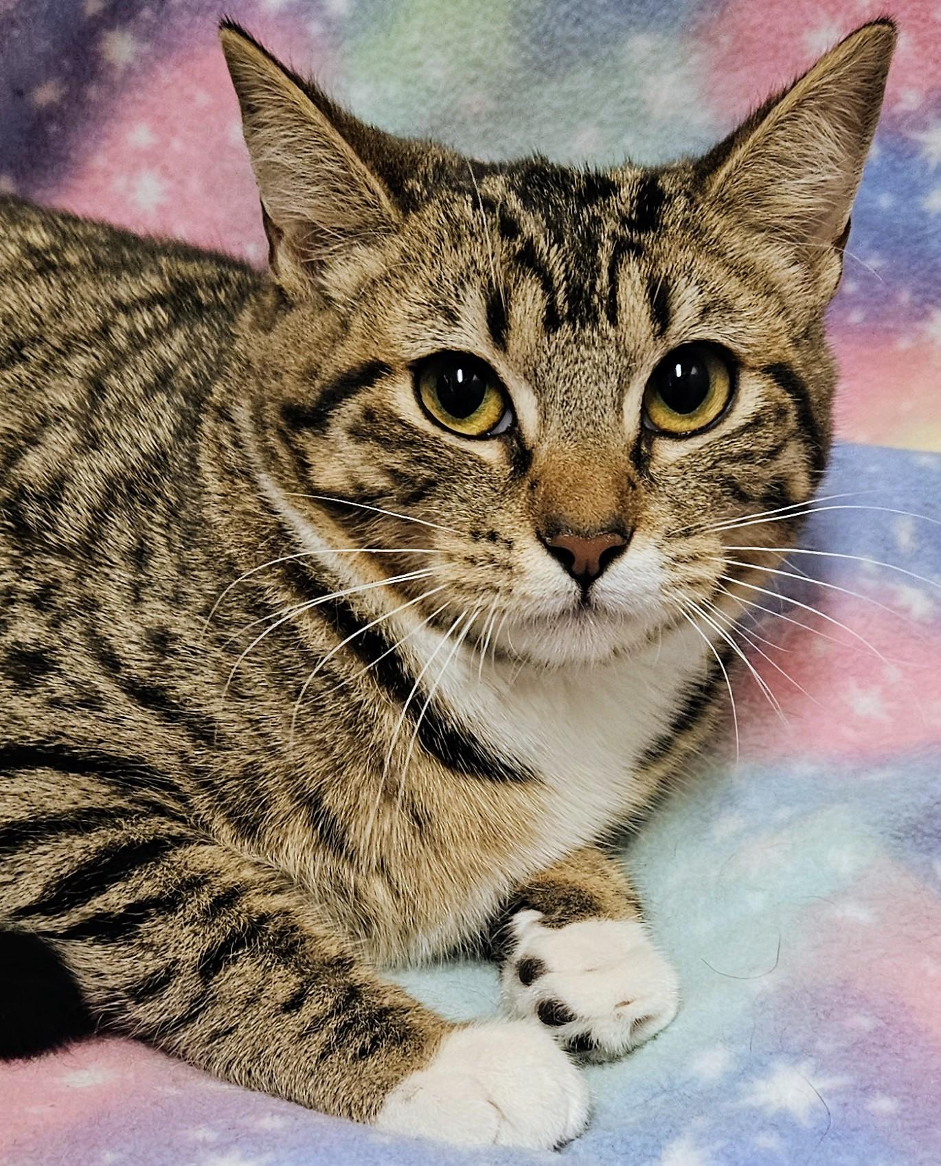 Enlarge Ginger - Rancho Cucamonga PetSmart, a ADOPTABLE Domestic Short Hair in Rancho Cucamonga, CA image 3/4