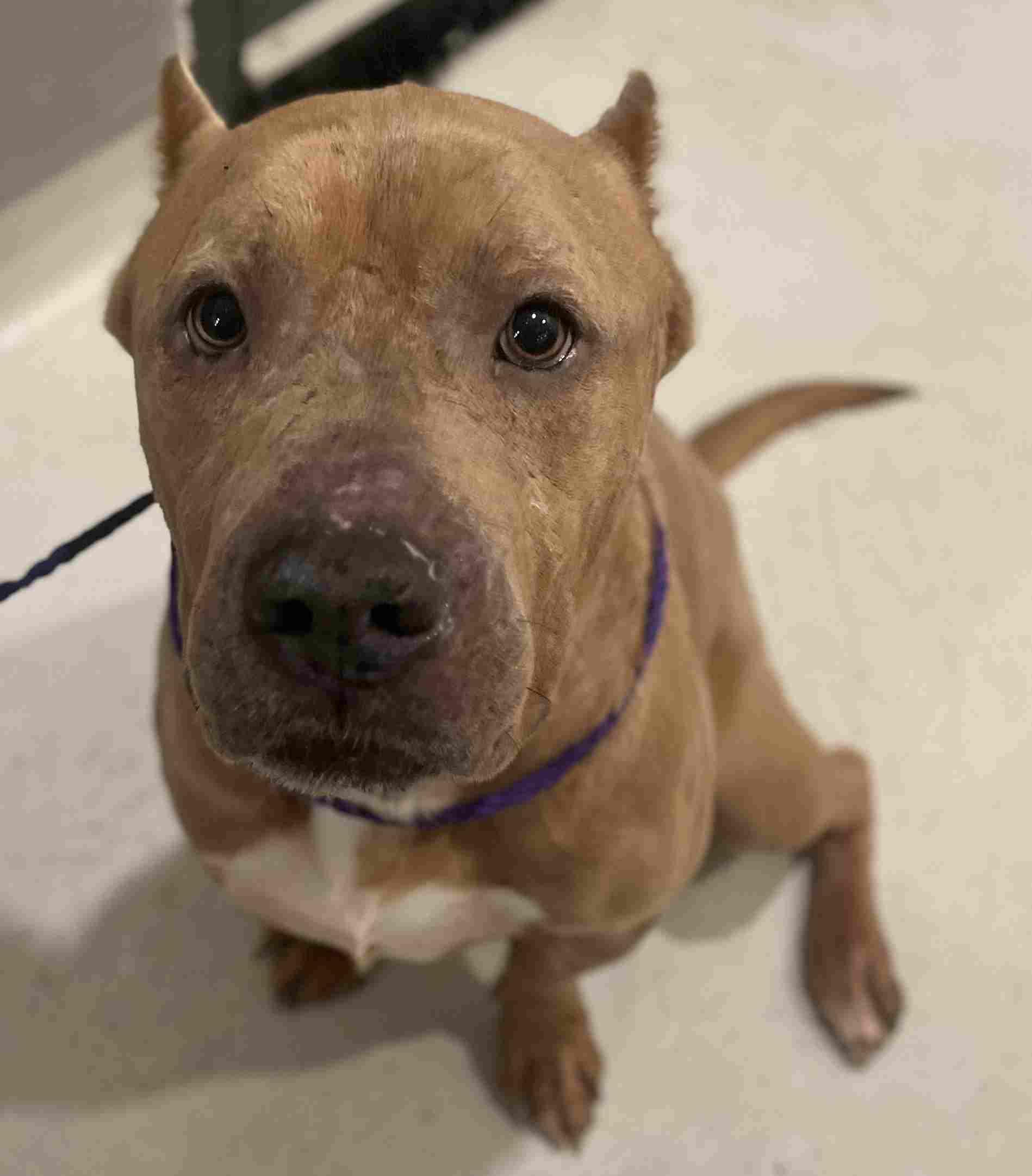 Enlarge Bruce, a ADOPTABLE American Bully in New Castle, IN image 1/1