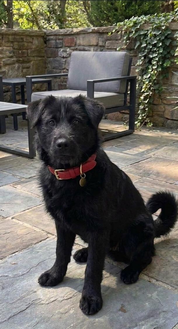 Enlarge **NERF**, a Adoptable Chow Chow in North Prairie, WI image 1/3