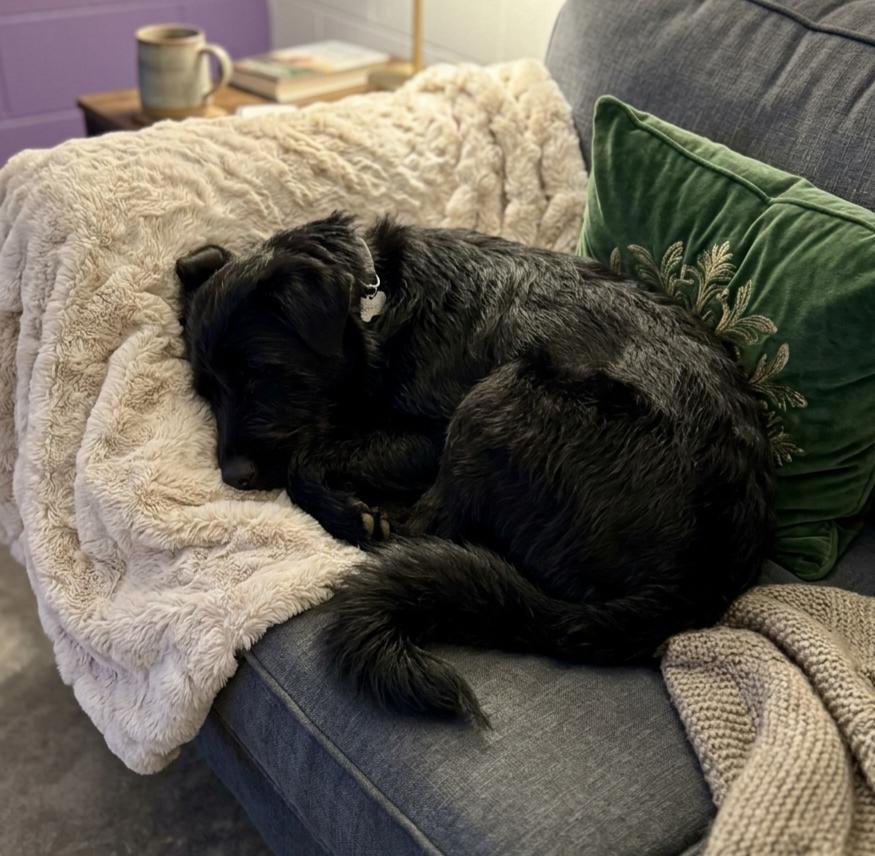 Enlarge **NERF**, a Adoptable Chow Chow in North Prairie, WI image 2/3