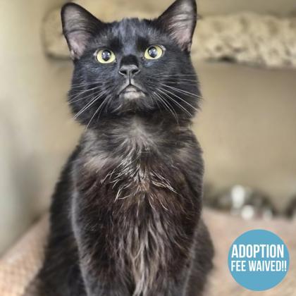 Cricket, ADOPTABLE, Adult Male Domestic Medium Hair.