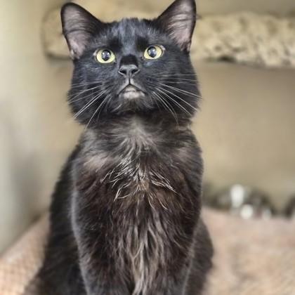 Enlarge Cricket, a ADOPTABLE mixed breed in Sacramento, CA image 2/3