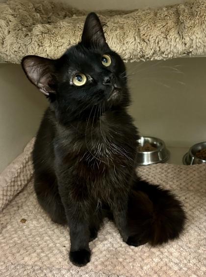 Enlarge Cricket, a ADOPTABLE mixed breed in Sacramento, CA image 3/3