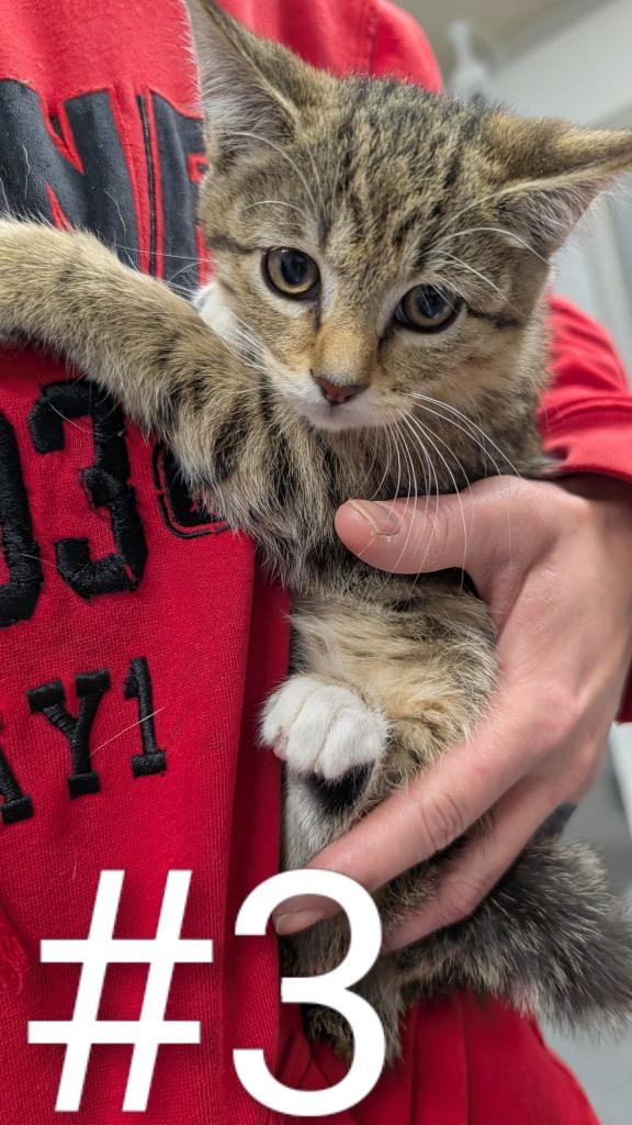 Enlarge G-Jenny, a Adoptable mixed breed in Seven Points, TX image 1/1