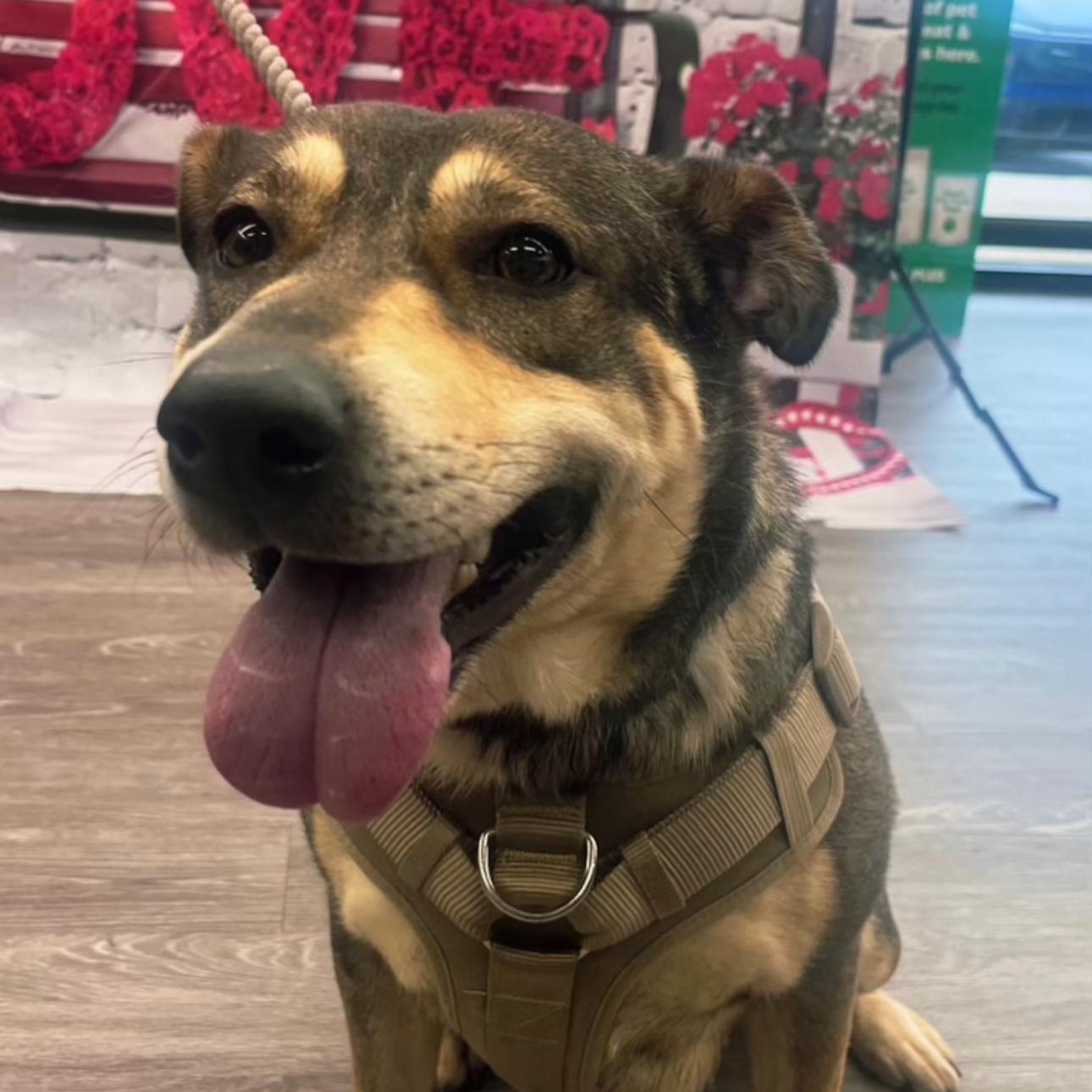 Enlarge Opal, a Adoptable mixed breed in CUMMING, GA image 2/5
