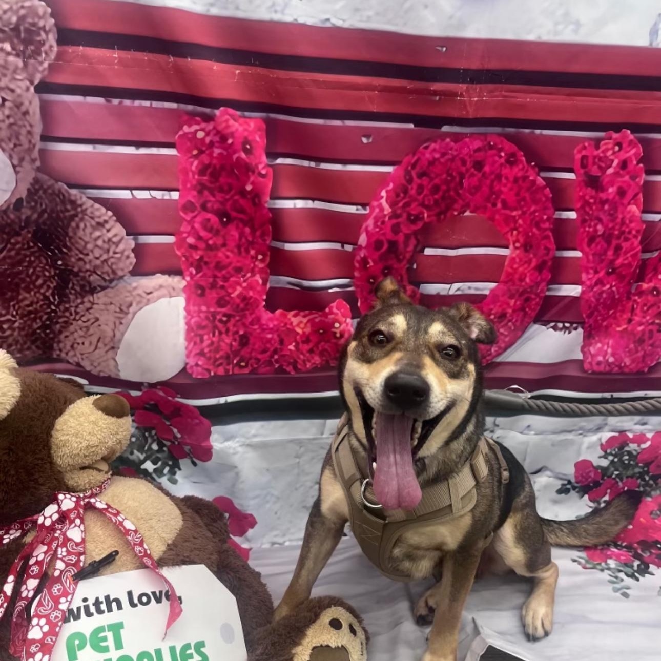 Opal, Adoptable, Young Female German Shepherd Dog.