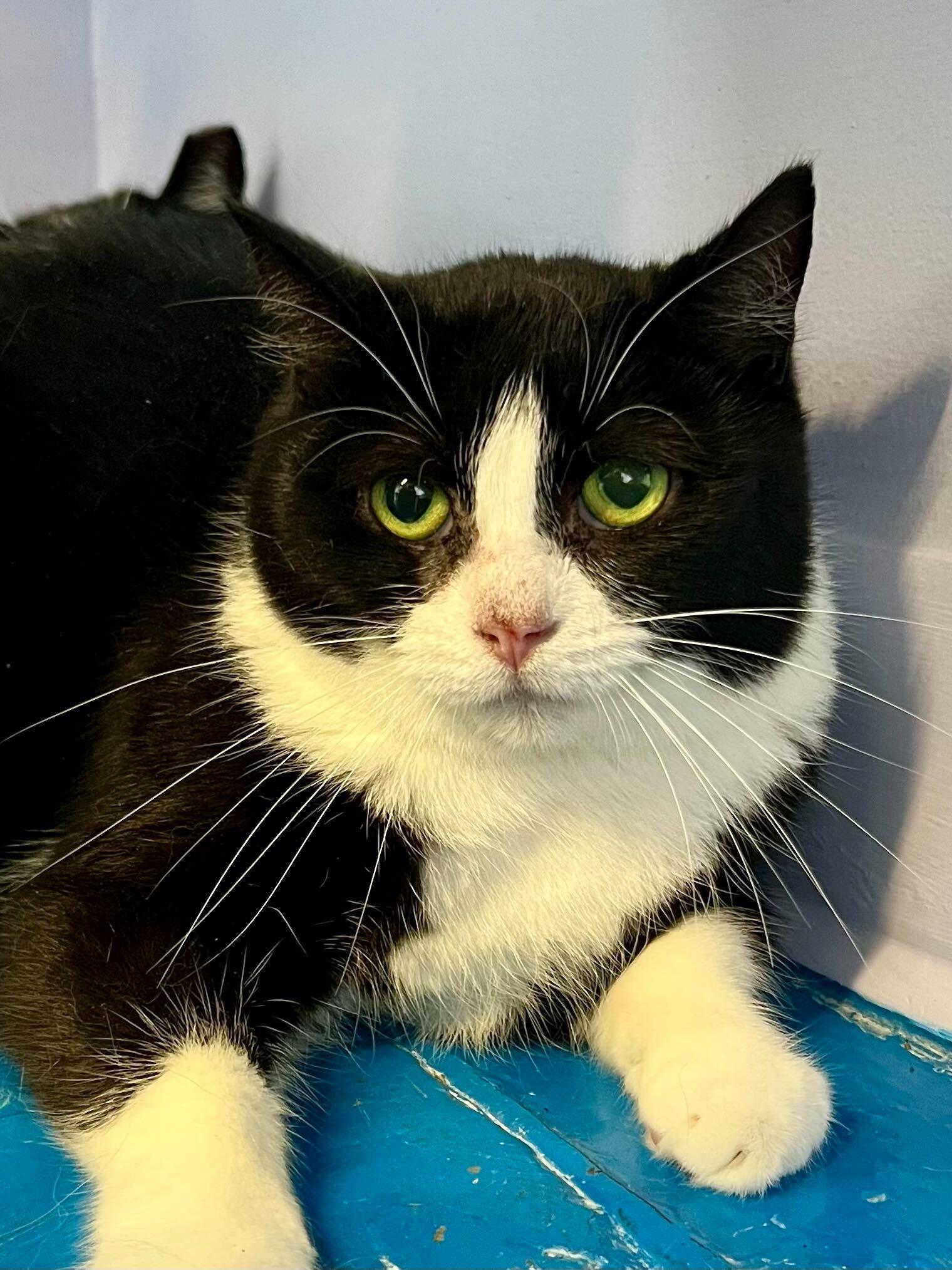 Enlarge Misty, a ADOPTABLE Domestic Short Hair in Toronto, ON image 1/3