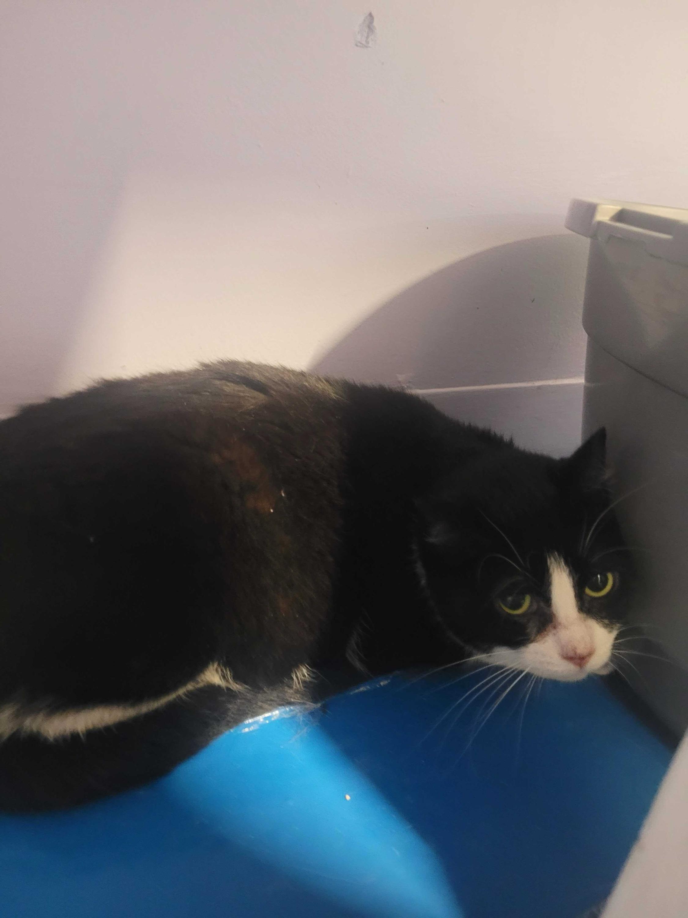 Enlarge Misty, a ADOPTABLE Domestic Short Hair in Toronto, ON image 2/3