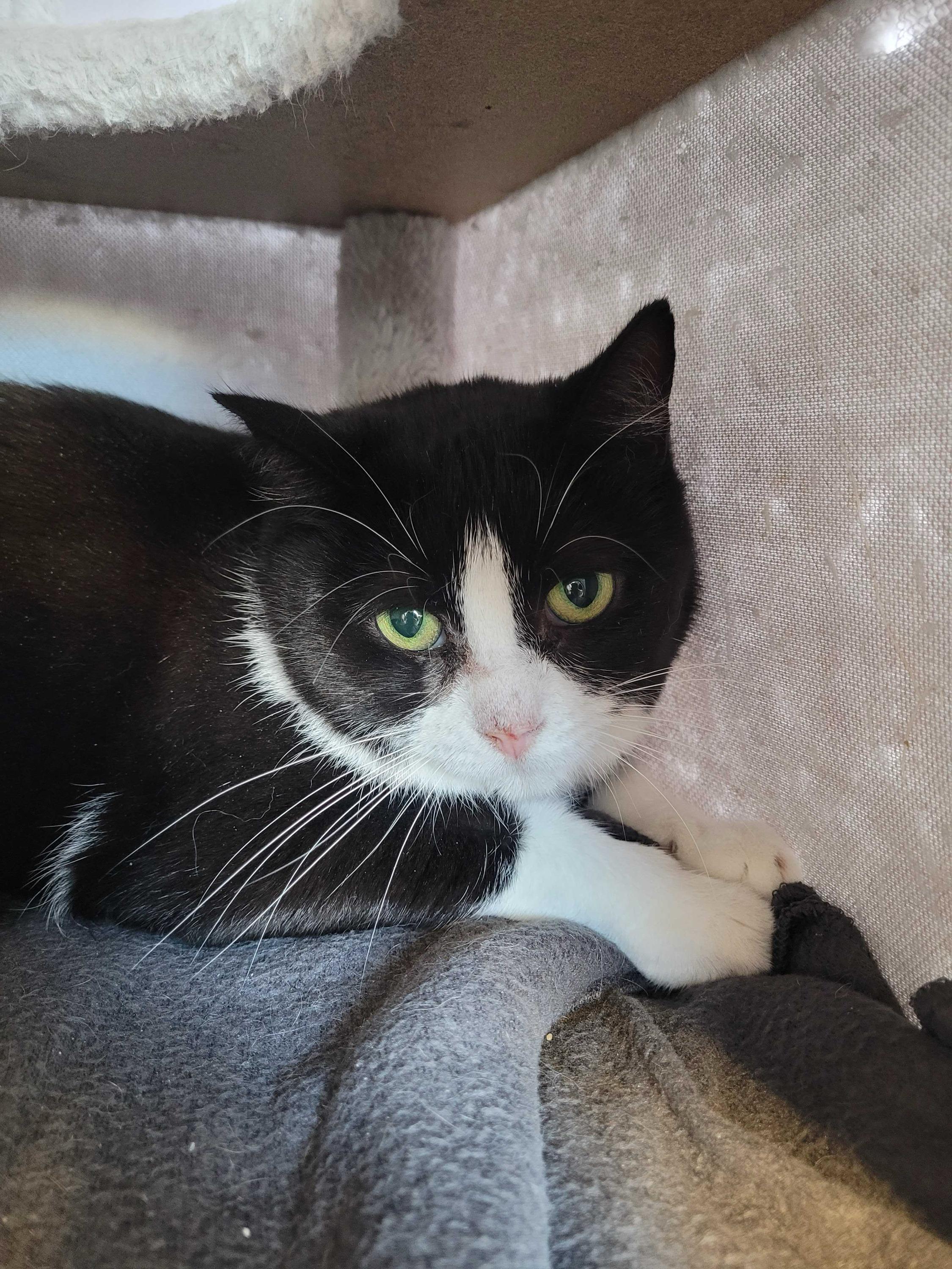 Enlarge Misty, a ADOPTABLE Domestic Short Hair in Toronto, ON image 3/3