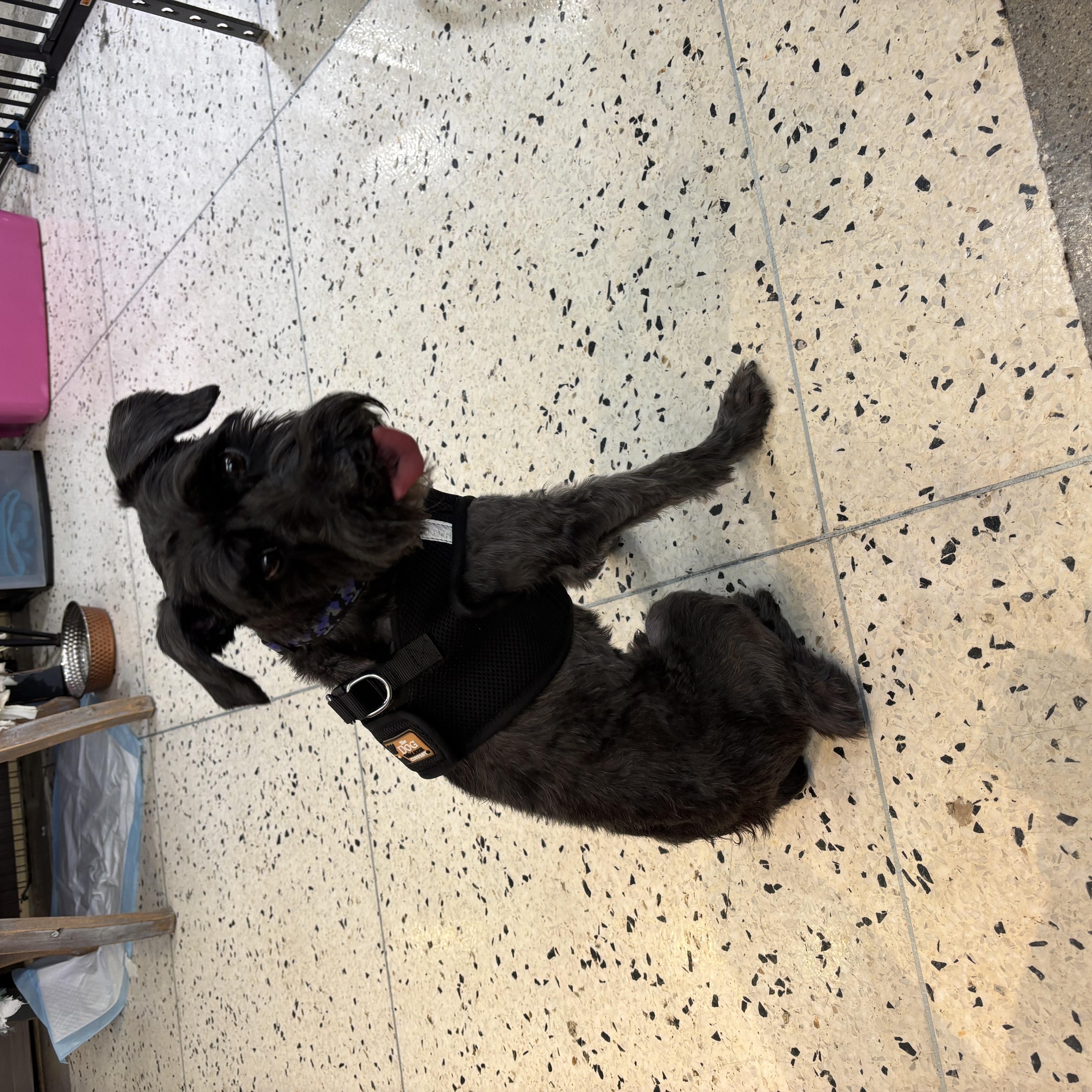 Enlarge Prince Ziggy, an adopted Schnauzer in Thousand Oaks, CA image 4/4